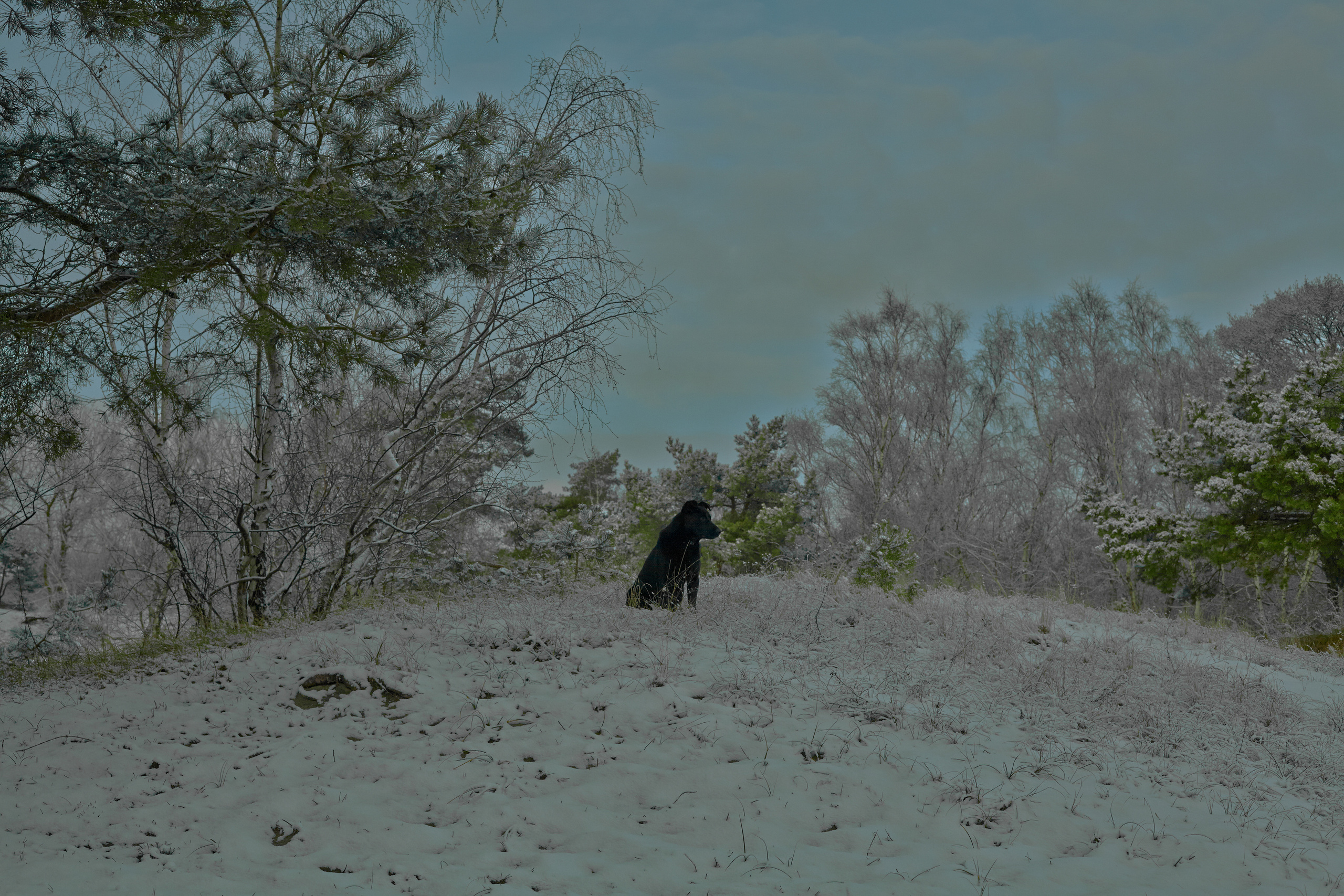 Инородное тело