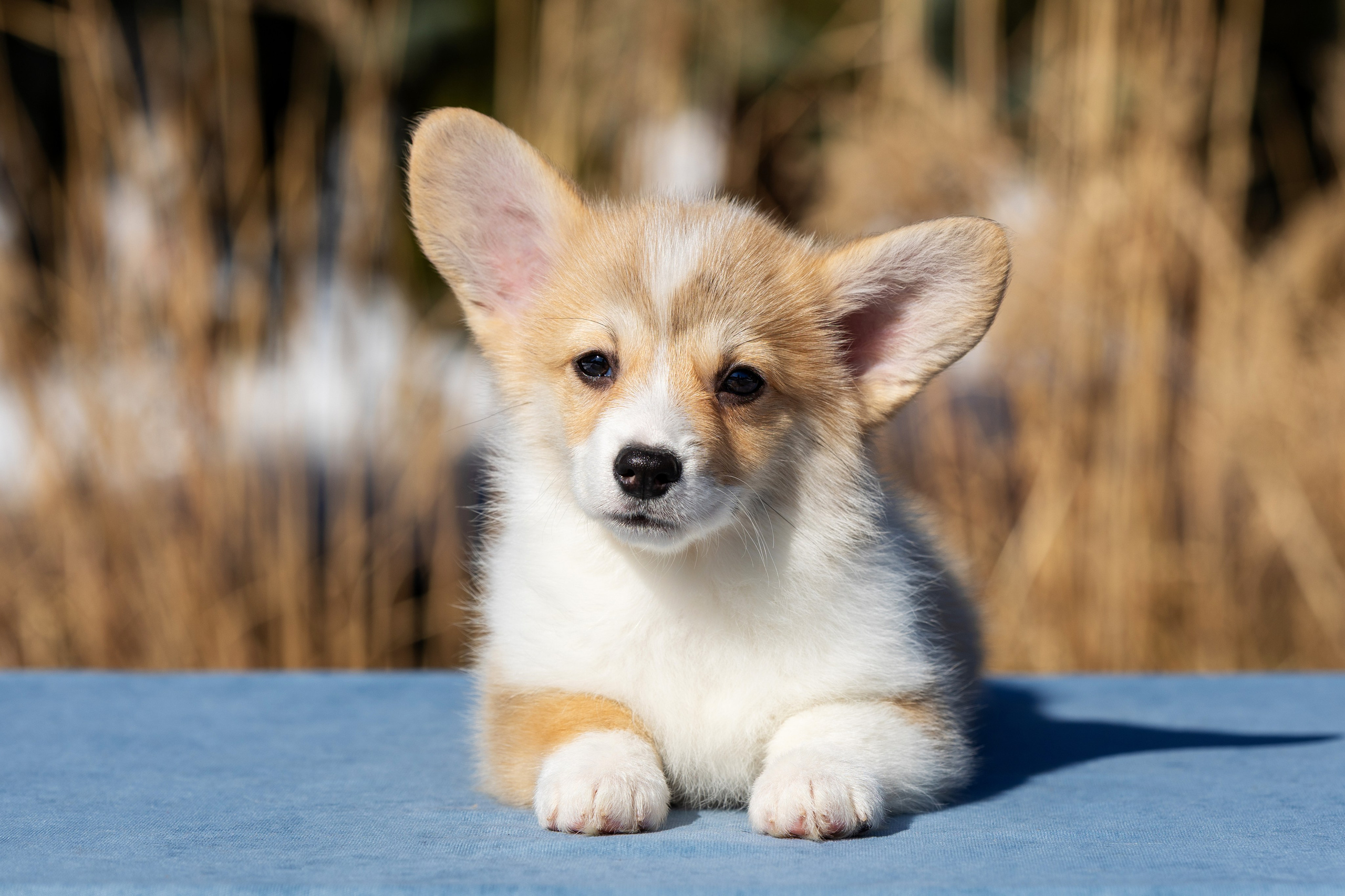 Купить щенка вельш корги кардиган из питомника Ice Fantasy. Купить щенка Вельш-корги-кардиган в семейном питомнике — Ice Fantasy