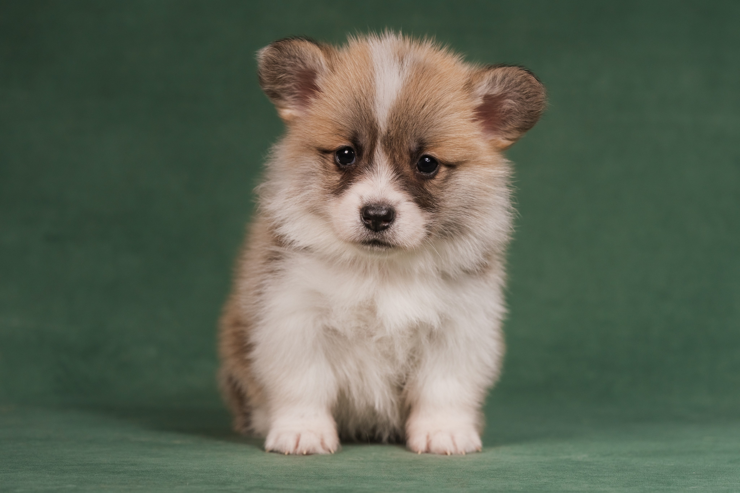 Купить щенка вельш корги кардиган из питомника Ice Fantasy. Ice Fantasy kennel: professional breeding of Siberian huskies and wels