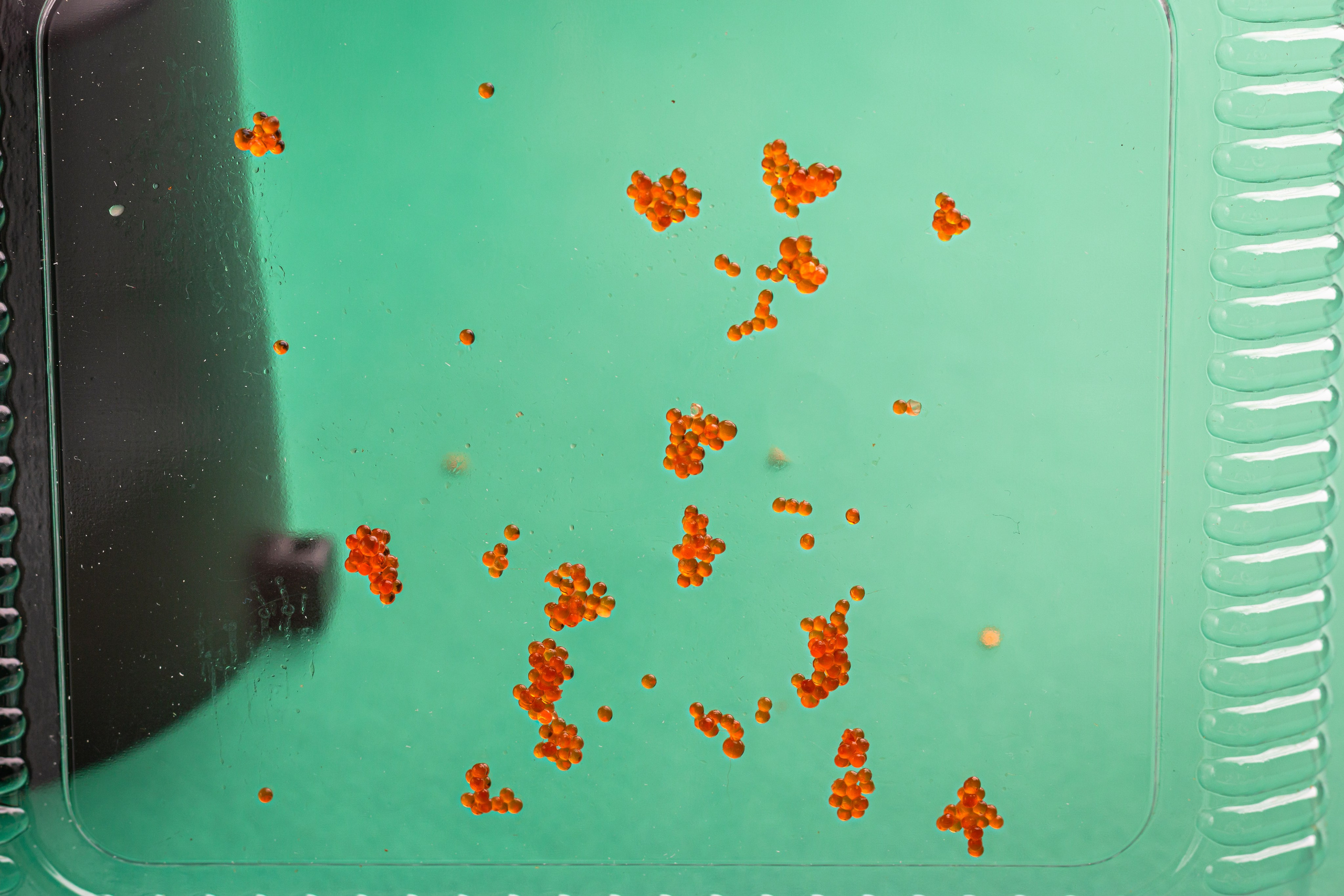 Путь фотографии от матрицы фотоаппарата до кнопочки «опубликлвать». Екатерина Лементуева фуд-фотограф, предметный фотограф, Новосибирск