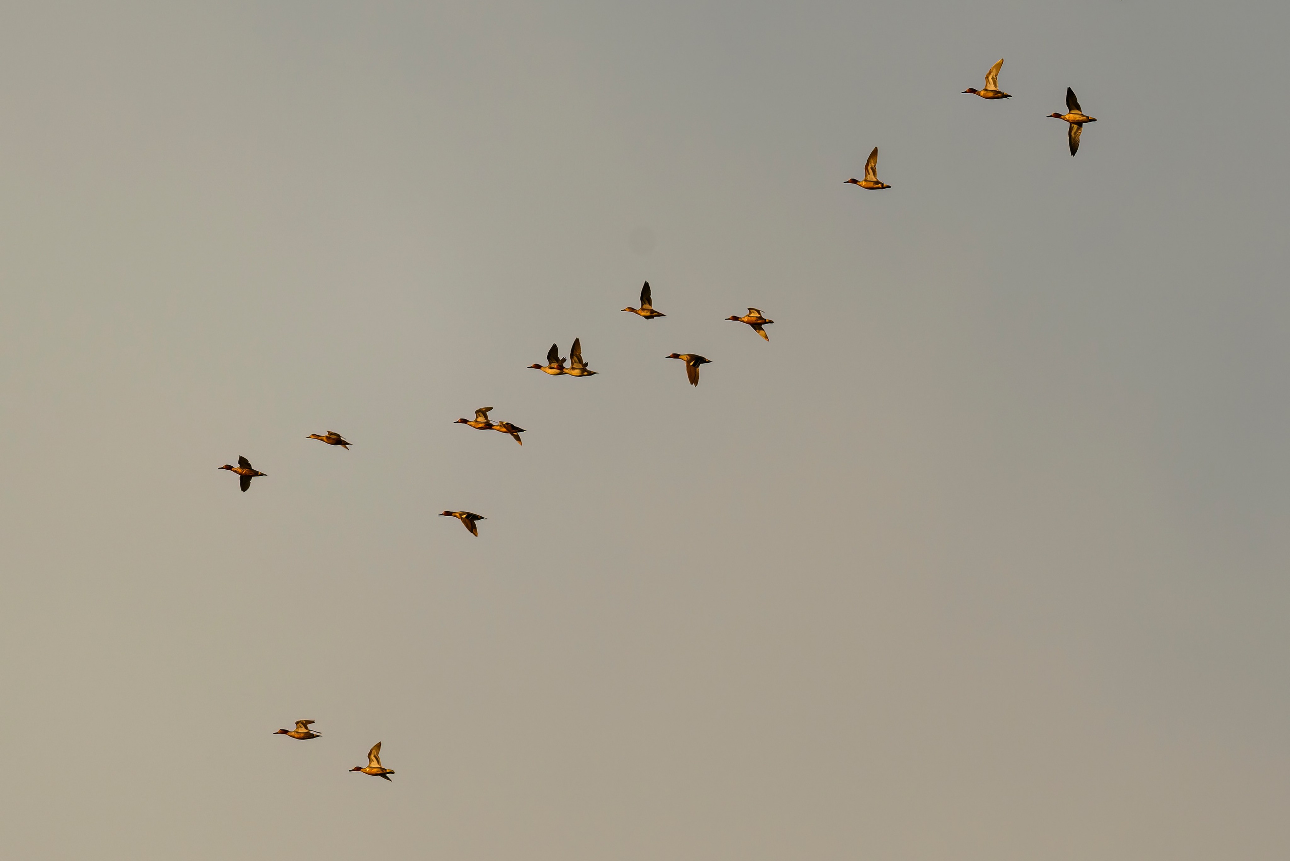 Совы и трясогузки. Фотограф Сергей Пупонин