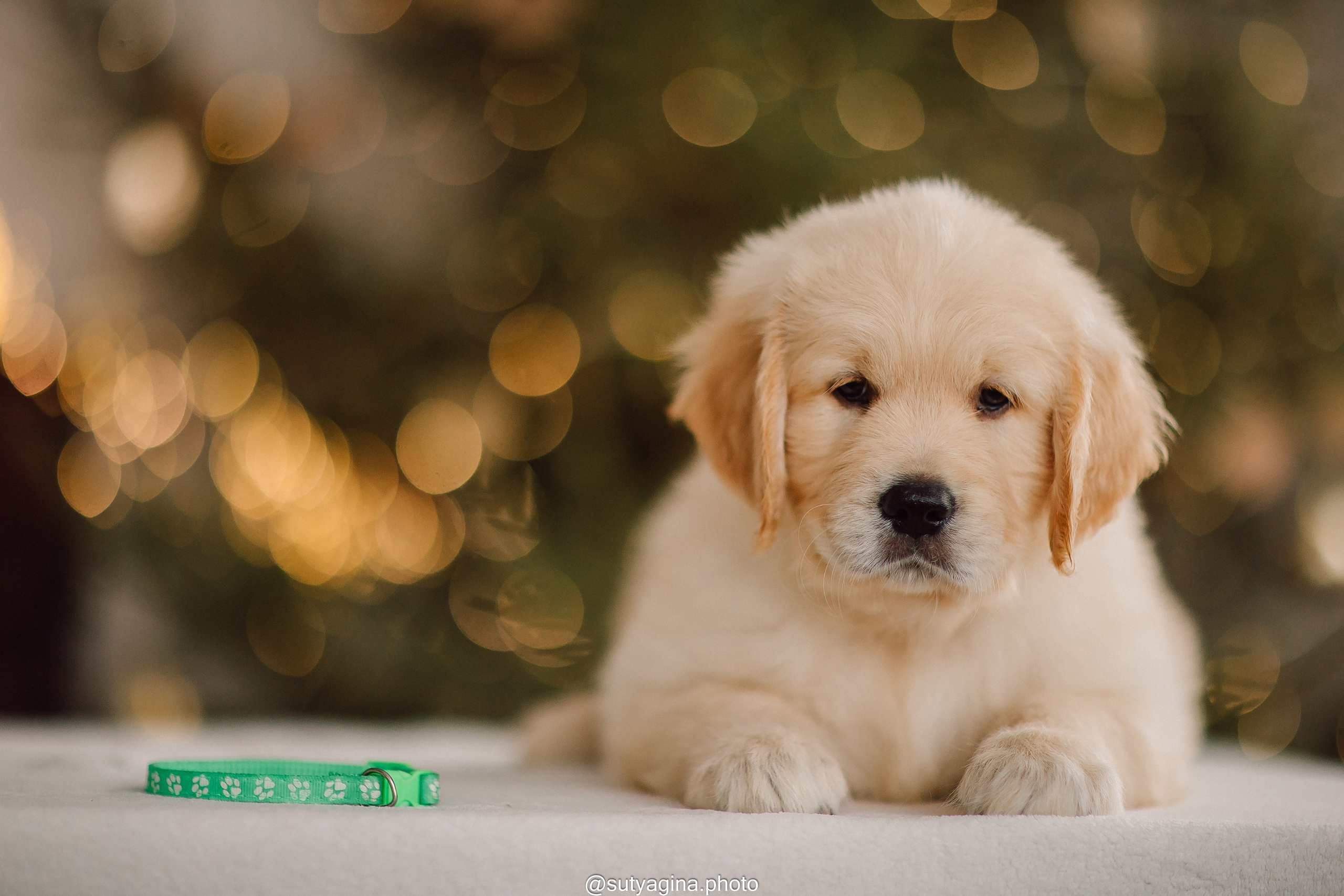 Литера Б, др 18.12.2025 Веста х Оливер. Свадебный и женский фотограф
