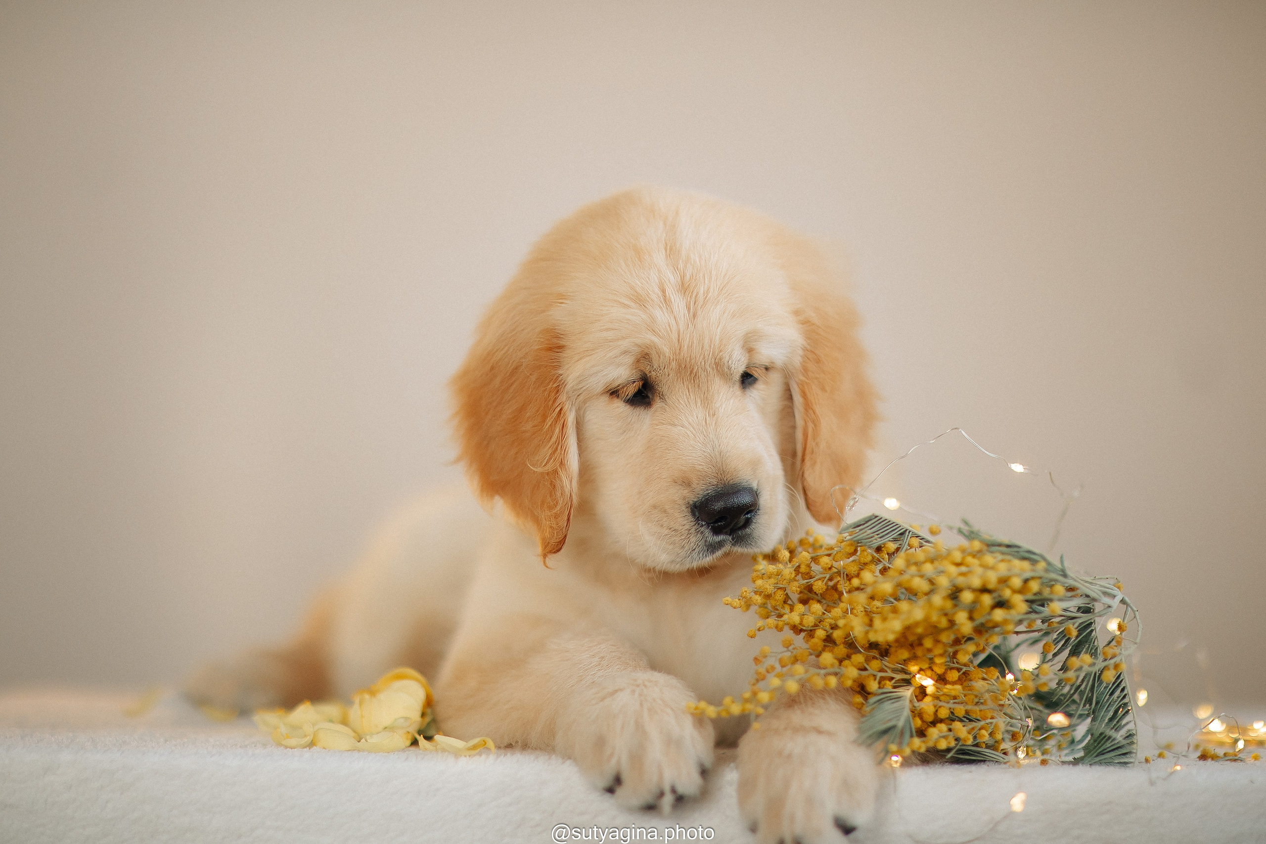 Литера Б, др 18.12.2025 Веста х Оливер. Свадебный и женский фотограф