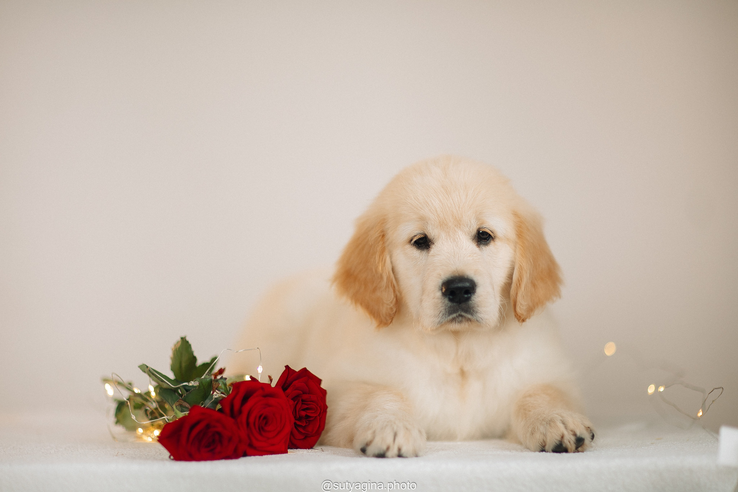 Литера Б, др 18.12.2025 Веста х Оливер. Свадебный и женский фотограф