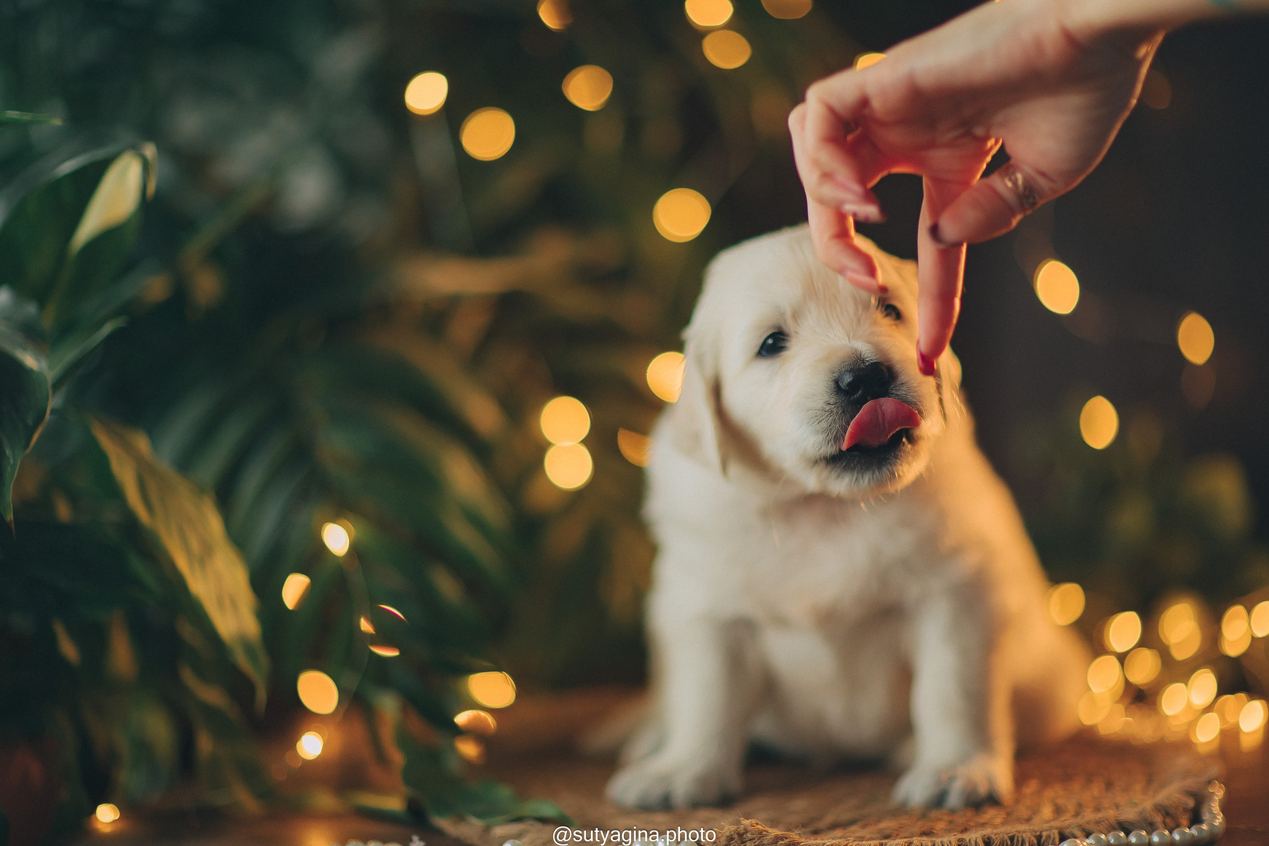 Литера А, др 7.09.2024 Веста х Снежик. Свадебный и женский фотограф