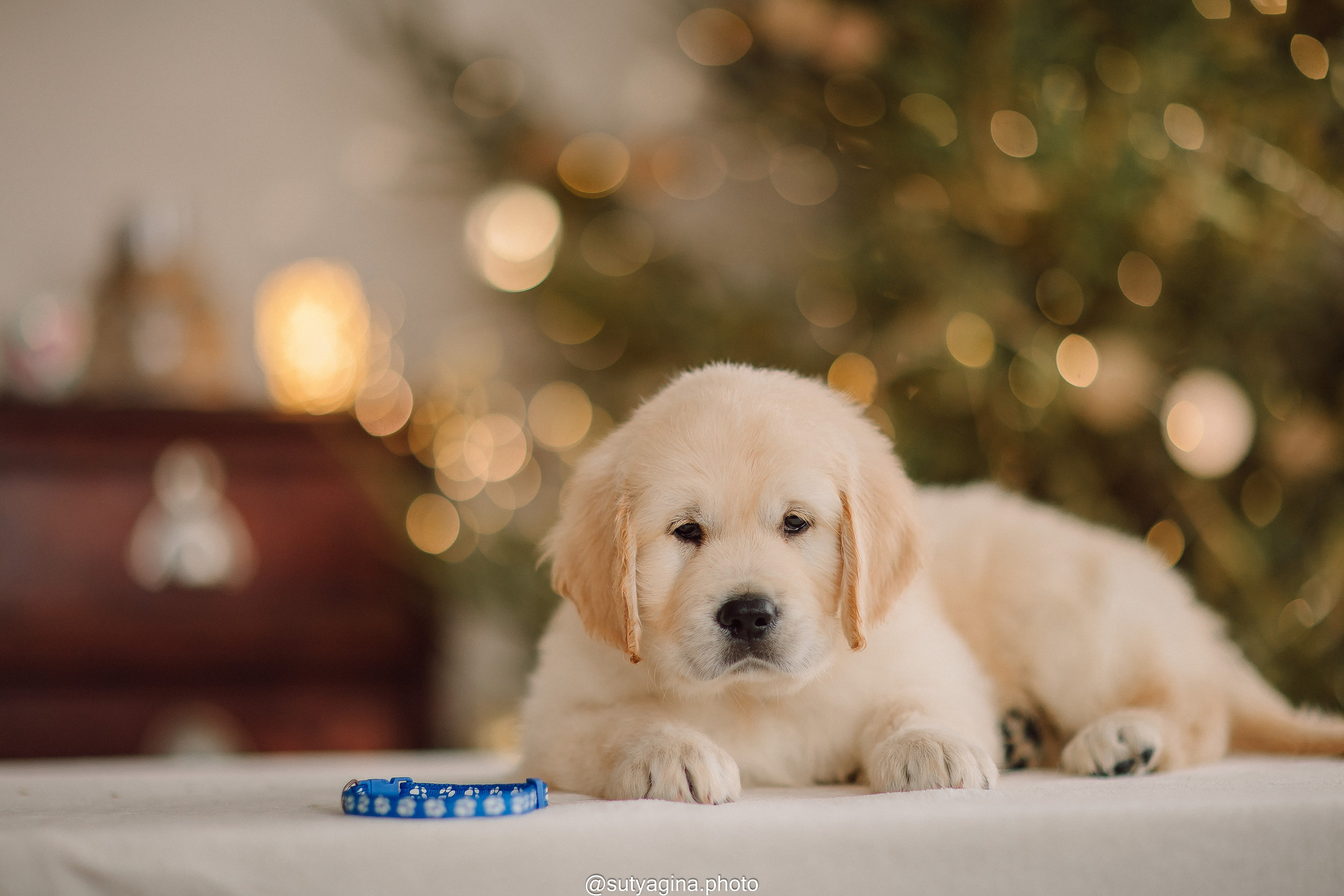 Литера Б, др 18.12.2025 Веста х Оливер. Свадебный и женский фотограф