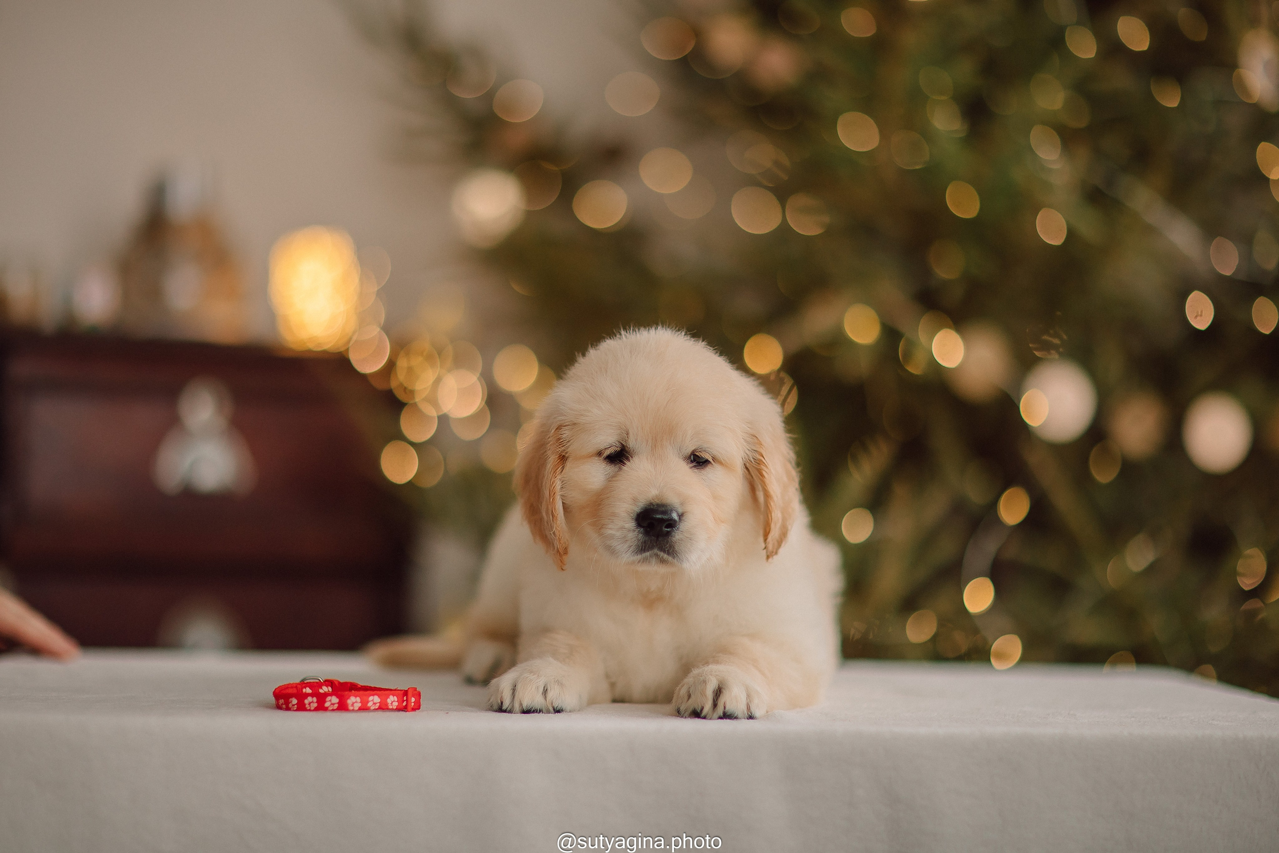 Литера Б, др 18.12.2025 Веста х Оливер. Свадебный и женский фотограф