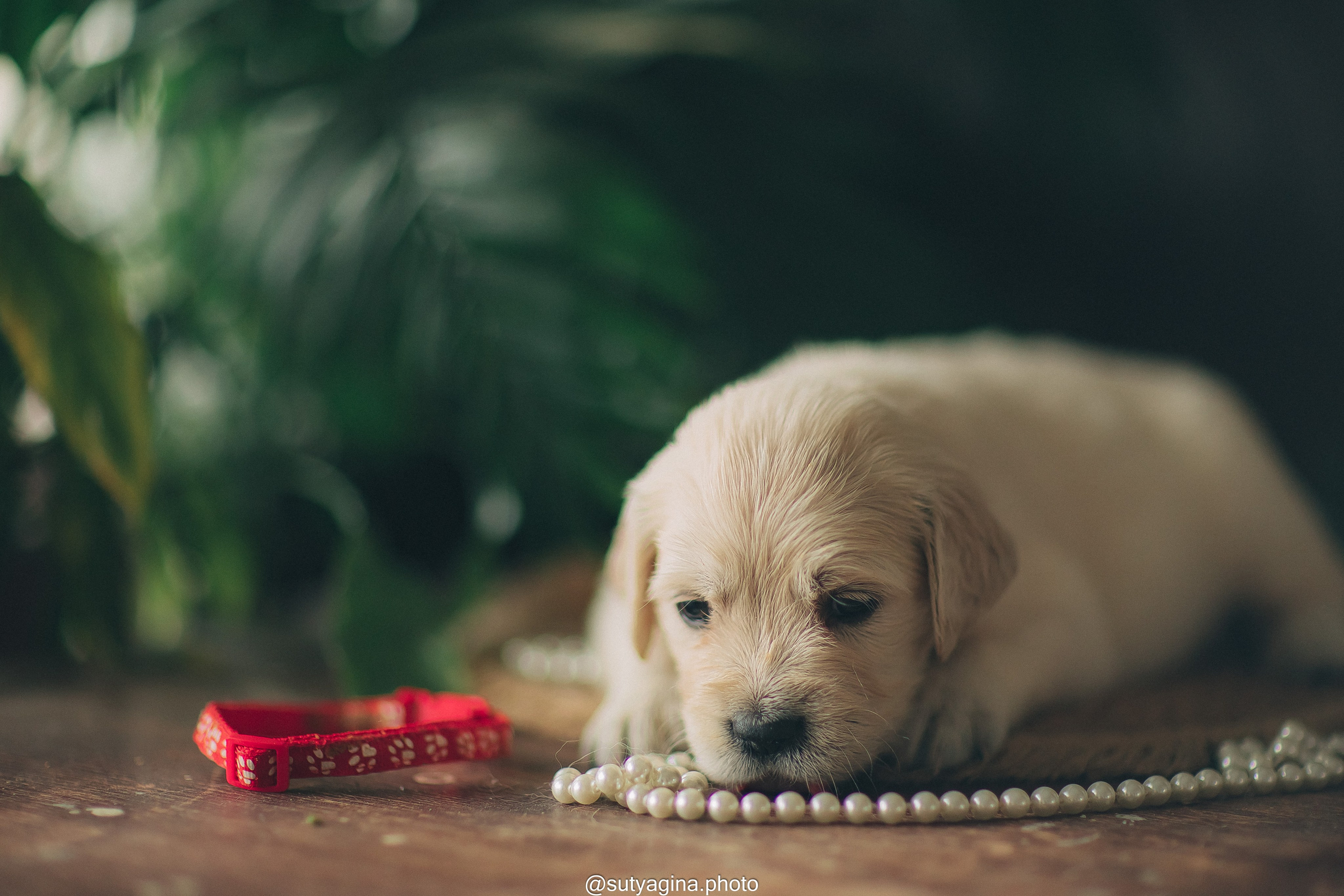 Литера А, др 7.09.2024 Веста х Снежик. Свадебный и женский фотограф