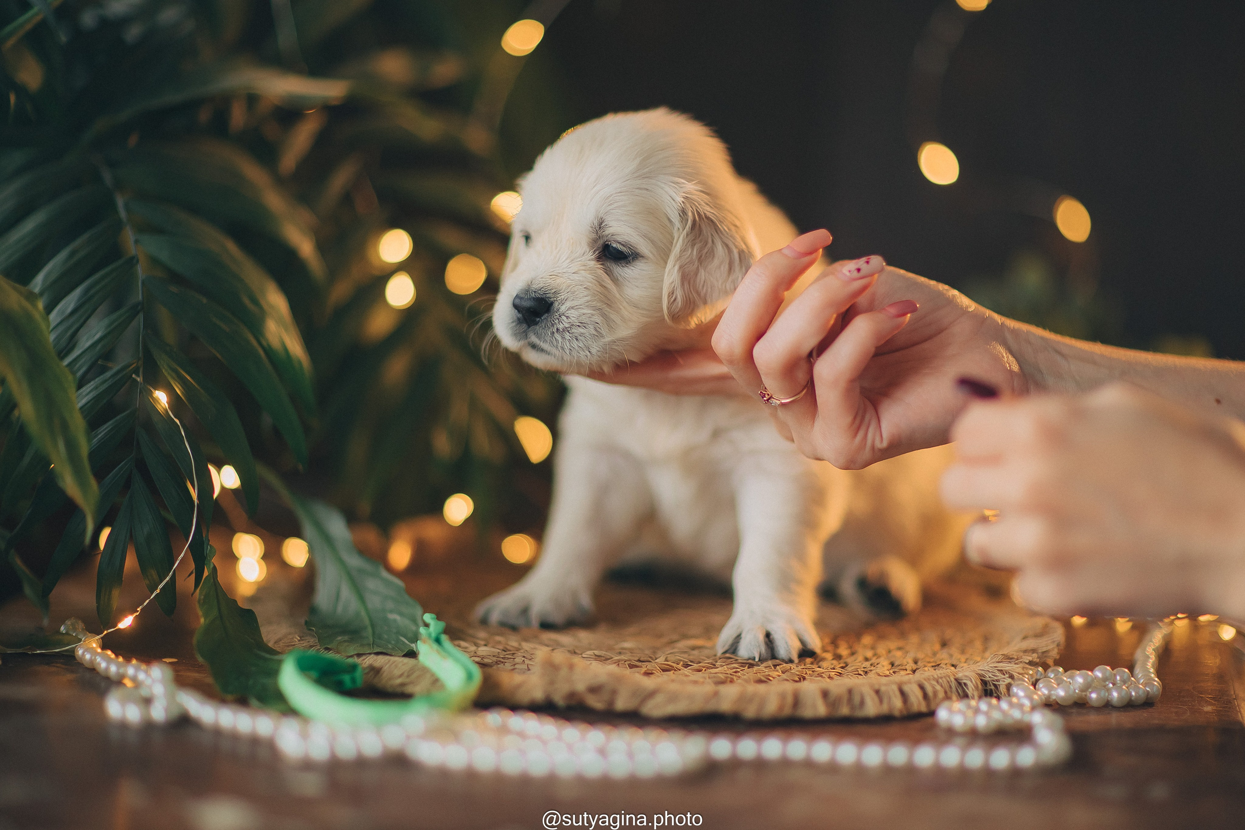 Литера А, др 7.09.2024 Веста х Снежик. Свадебный и женский фотограф