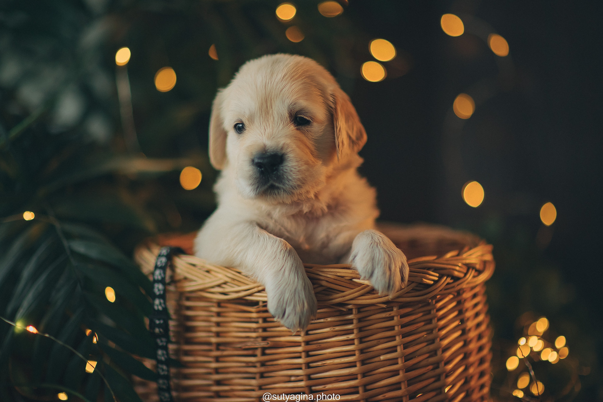 Литера А, др 7.09.2024 Веста х Снежик. Свадебный и женский фотограф