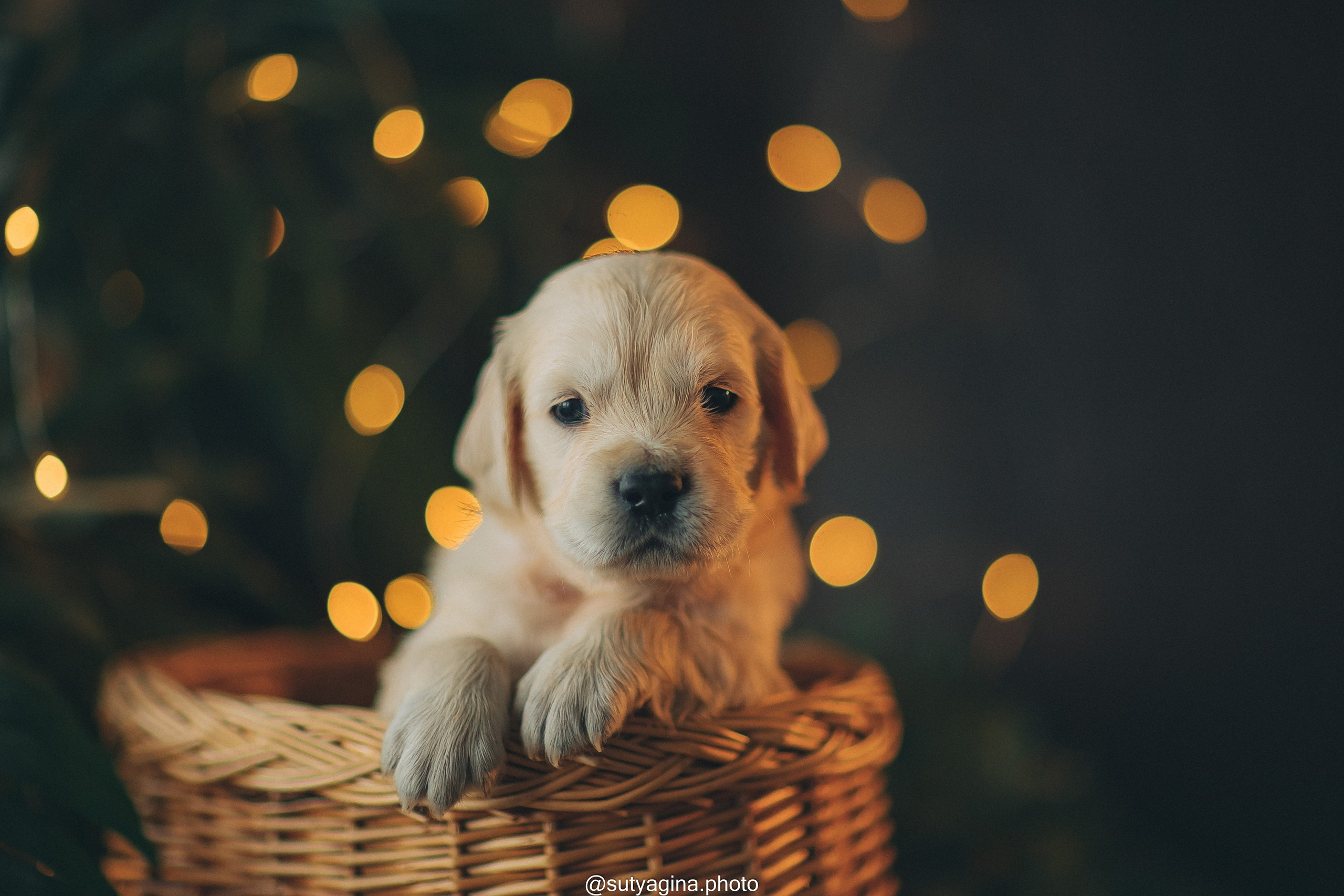 Литера А, др 7.09.2024 Веста х Снежик. Свадебный и женский фотограф