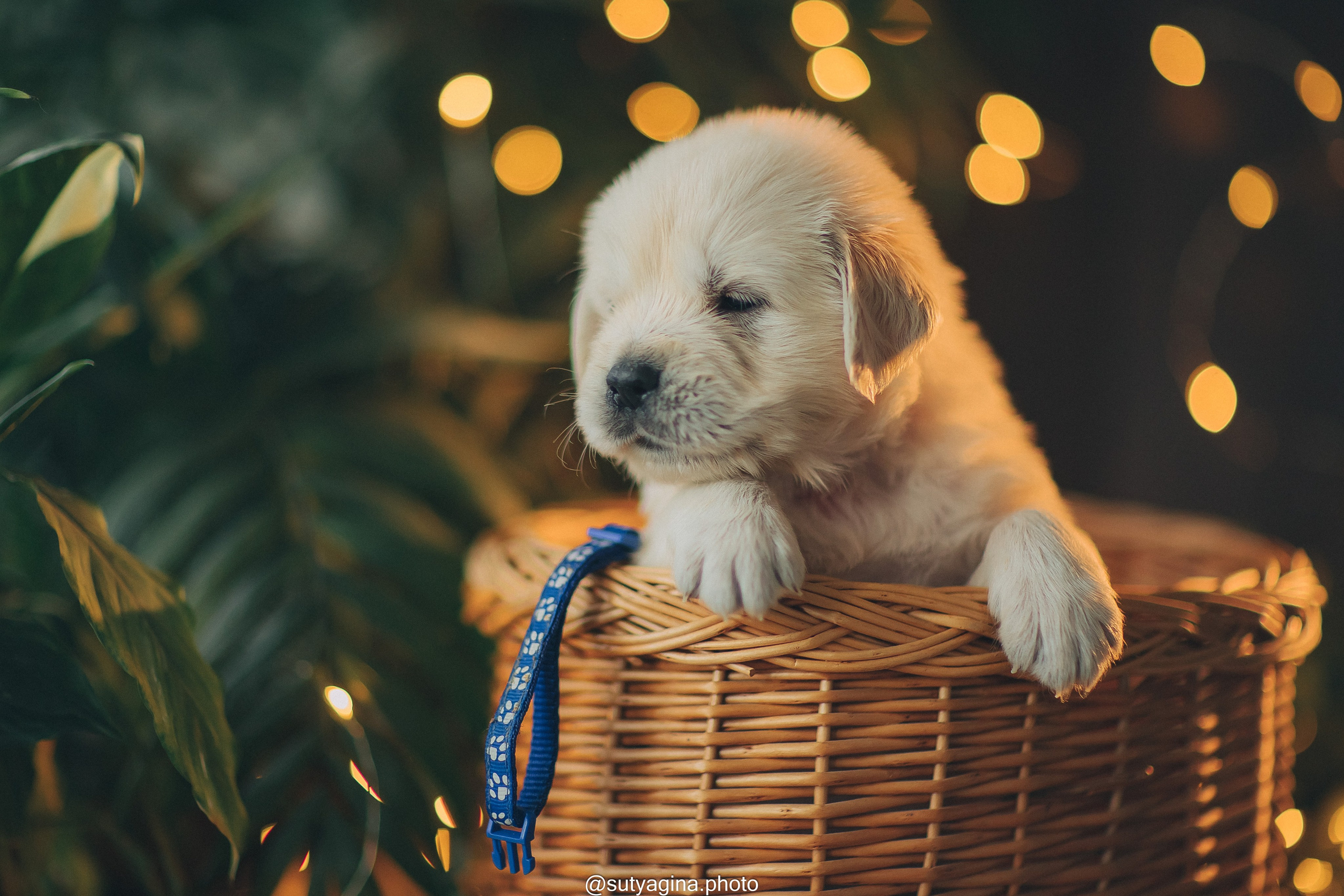 Литера А, др 7.09.2024 Веста х Снежик. Свадебный и женский фотограф