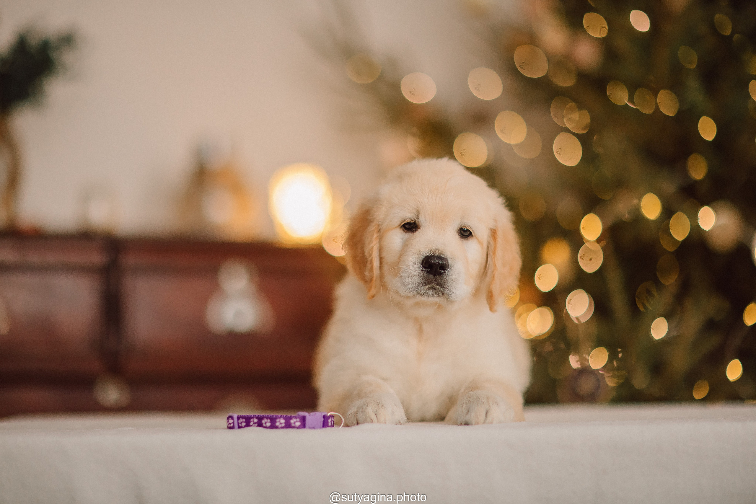 Литера Б, др 18.12.2025 Веста х Оливер. Свадебный и женский фотограф