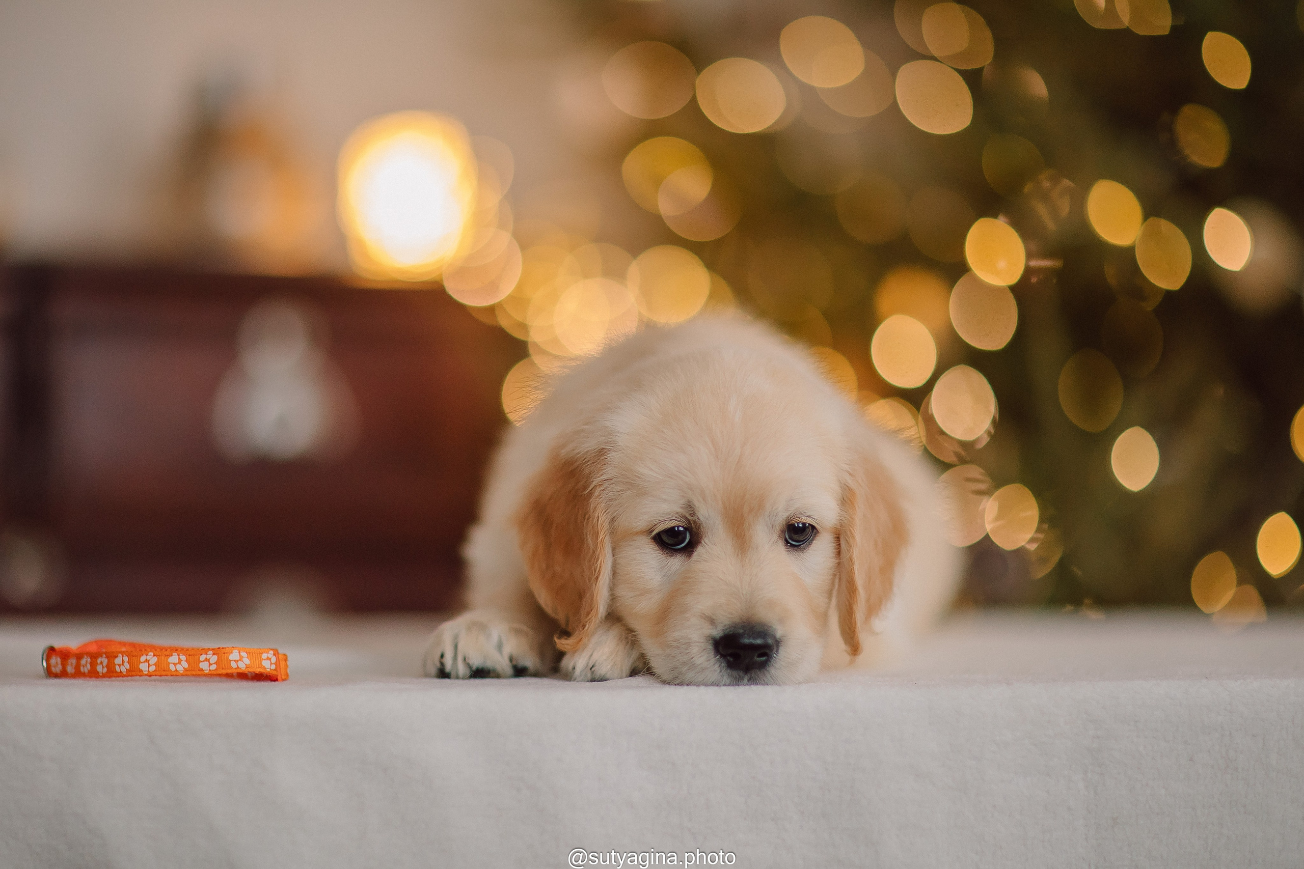 Литера Б, др 18.12.2025 Веста х Оливер. Свадебный и женский фотограф