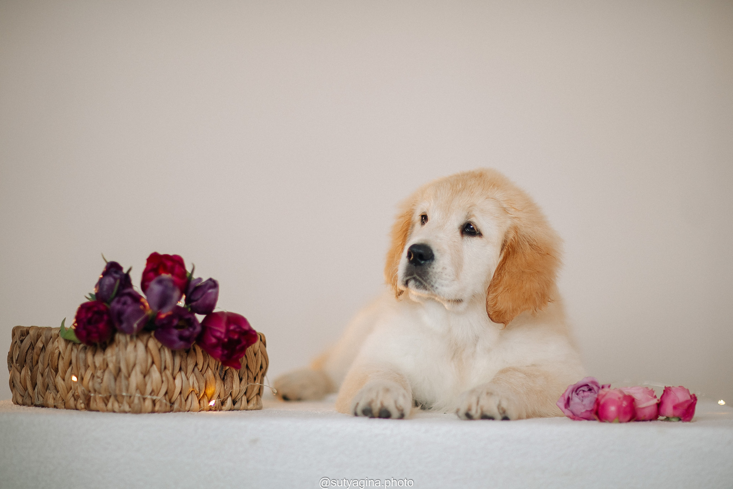 Литера Б, др 18.12.2025 Веста х Оливер. Свадебный и женский фотограф