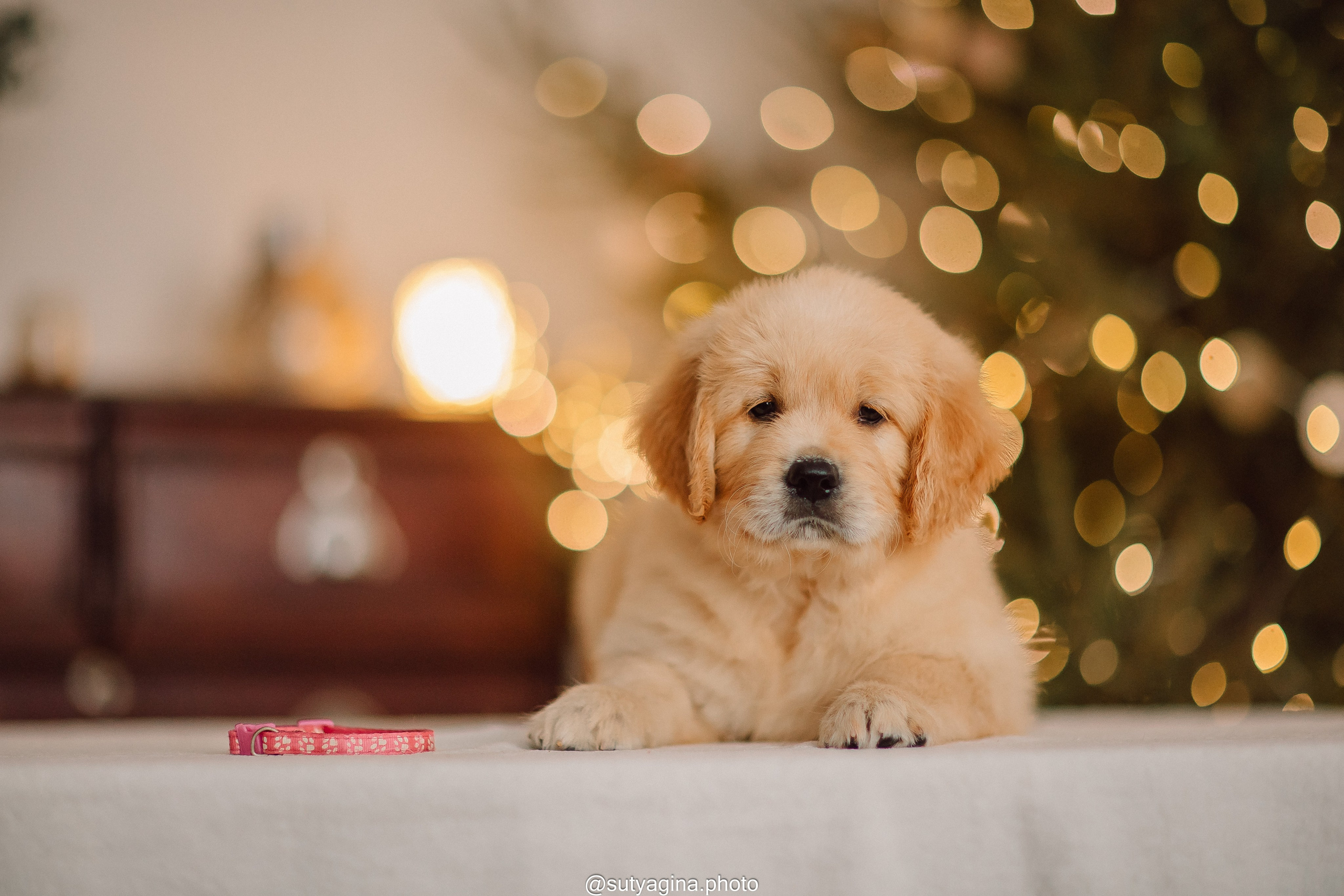 Литера Б, др 18.12.2025 Веста х Оливер. Свадебный и женский фотограф