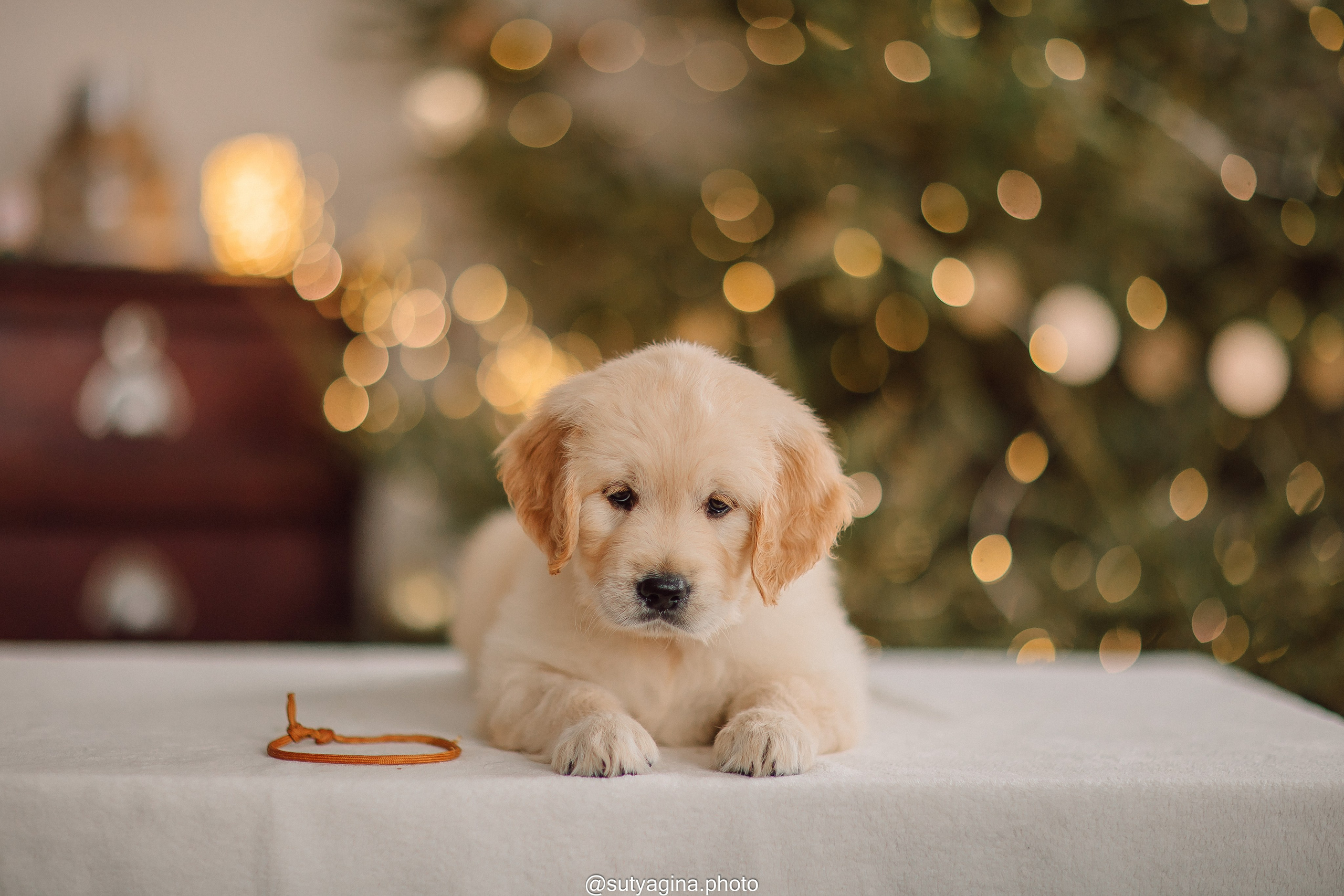 Литера Б, др 18.12.2025 Веста х Оливер. Свадебный и женский фотограф