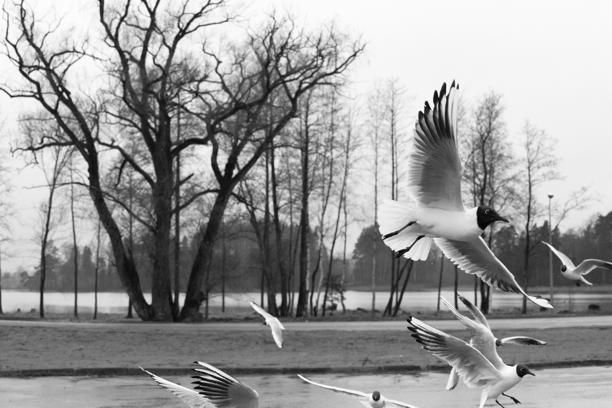 Posters. Воройская Анна