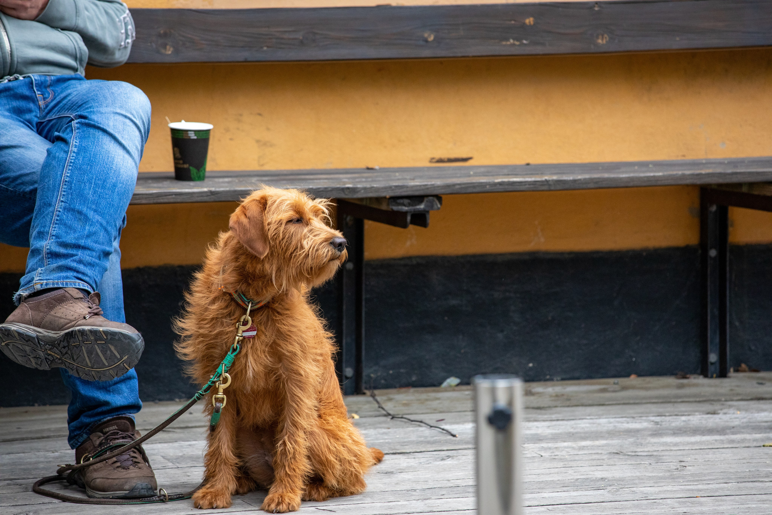 Фотография, собака. Швеция, Стокгольм