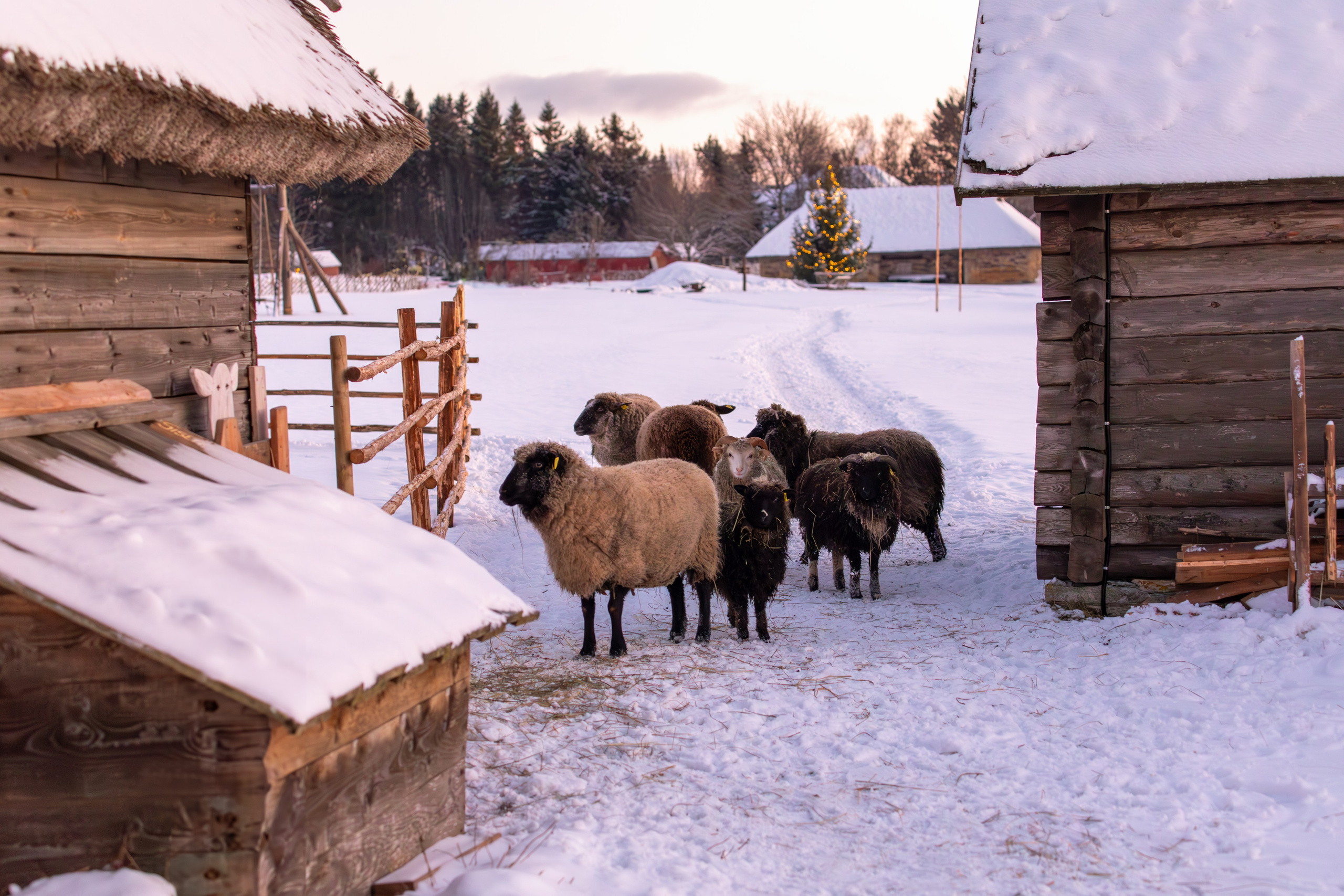 Фотография, зима, деревня, овечки. Эстония, Таллинн