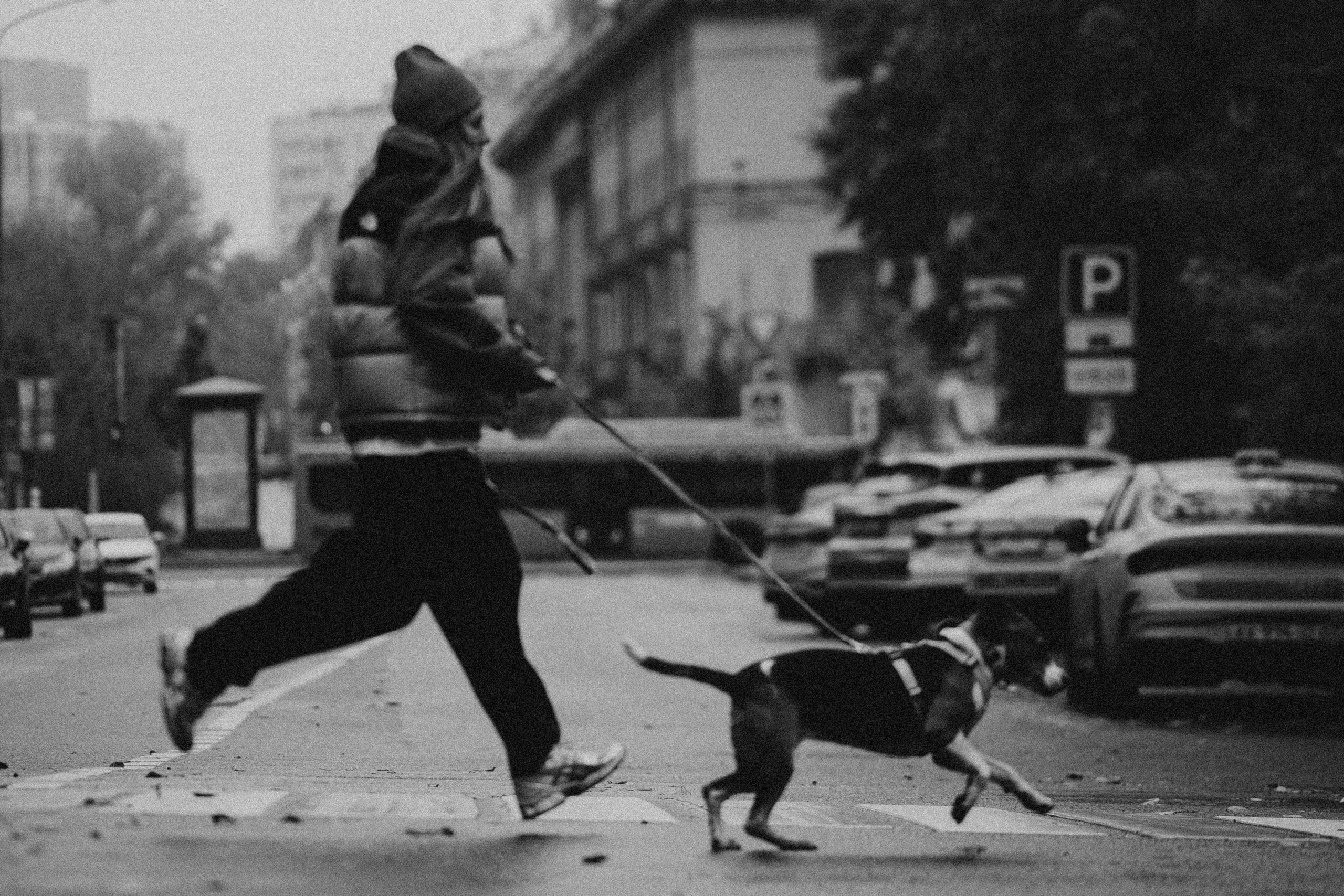 Прайс. Фотограф-анималист в Москве Лера Черноног