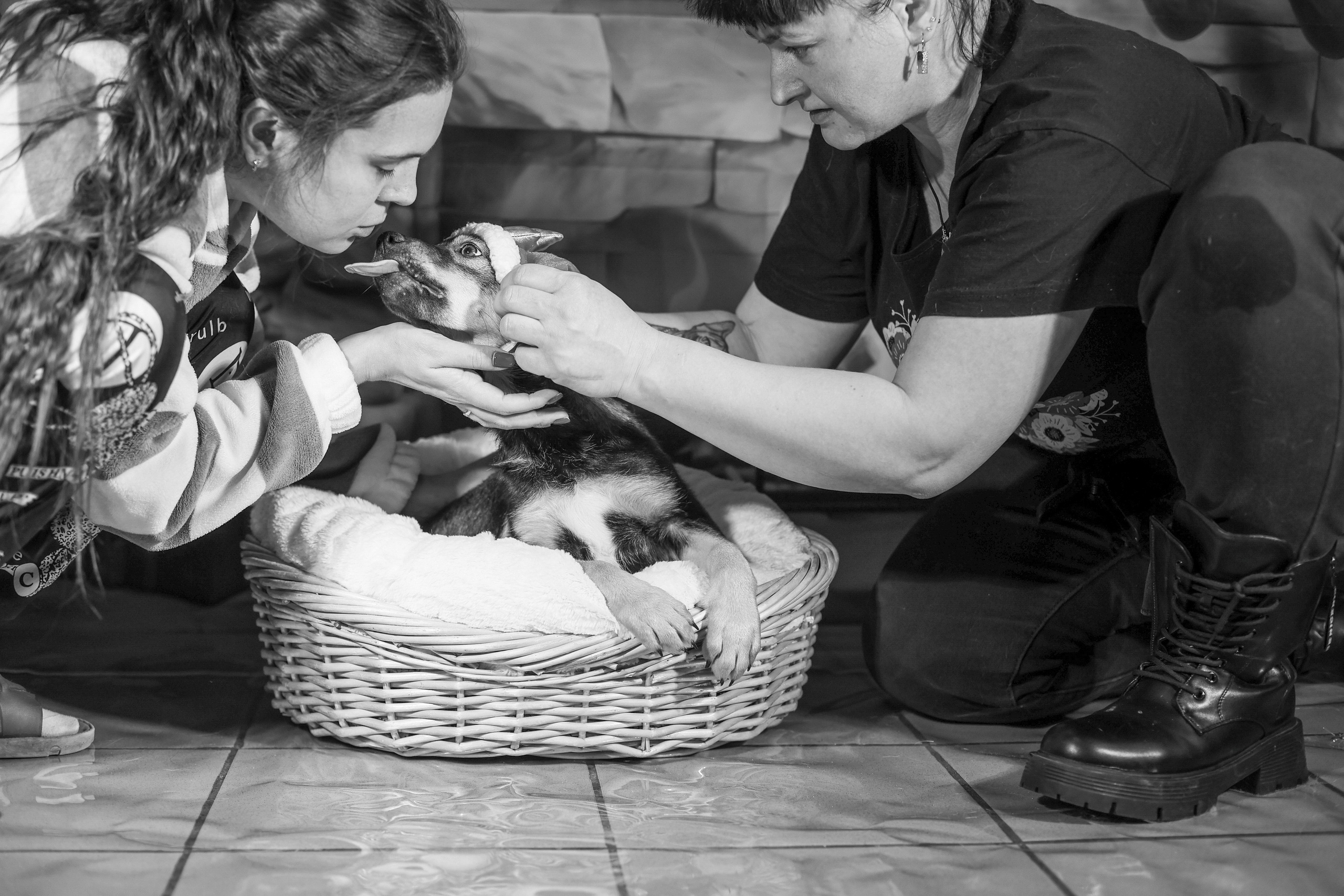 Приют четвероногий АНГЕЛ. Фотограф 📸 семейный, предметный, репортажный