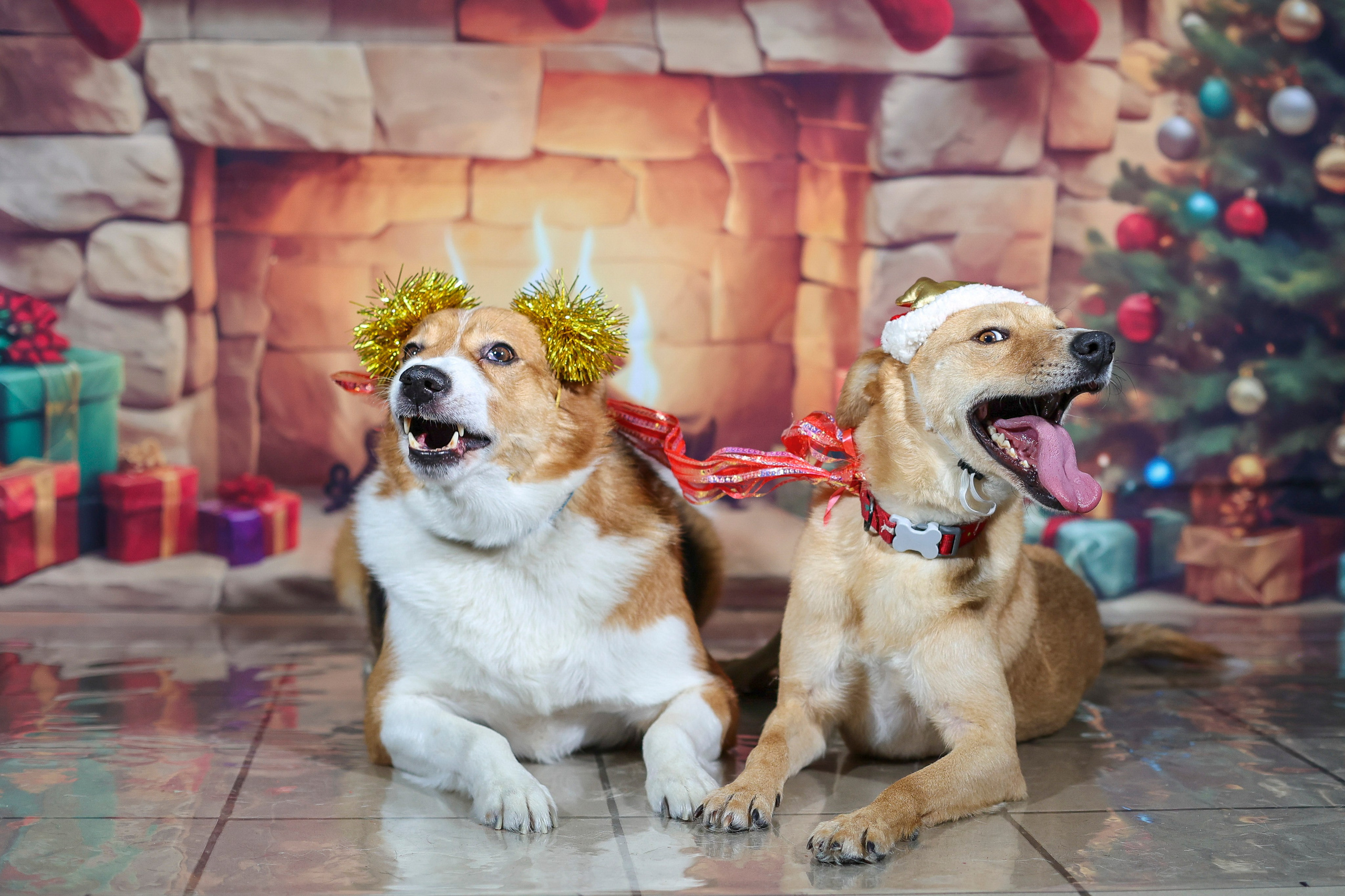 Приют четвероногий АНГЕЛ. Фотограф 📸 семейный, предметный, репортажный