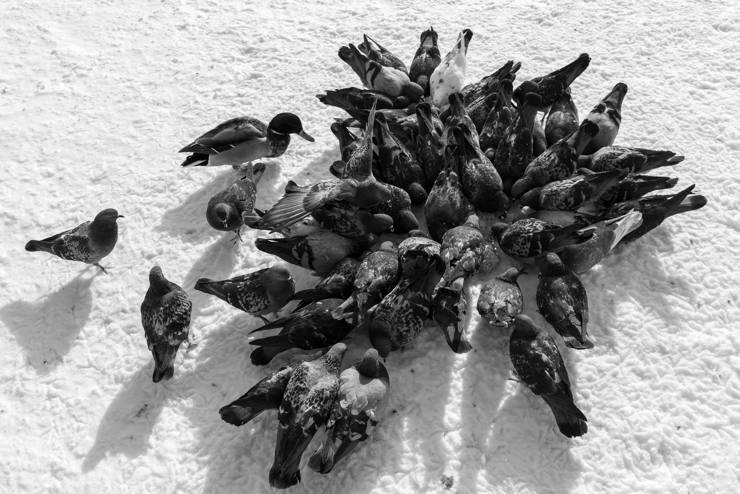 Прогулка до Мичуринских прудов. Фотограф Евгений Серебряков в Екатеринбурге