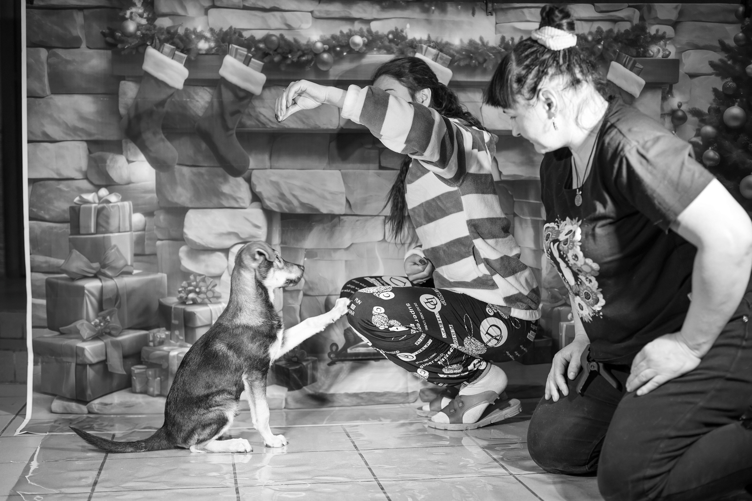 Приют четвероногий АНГЕЛ. Фотограф 📸 семейный, предметный, репортажный