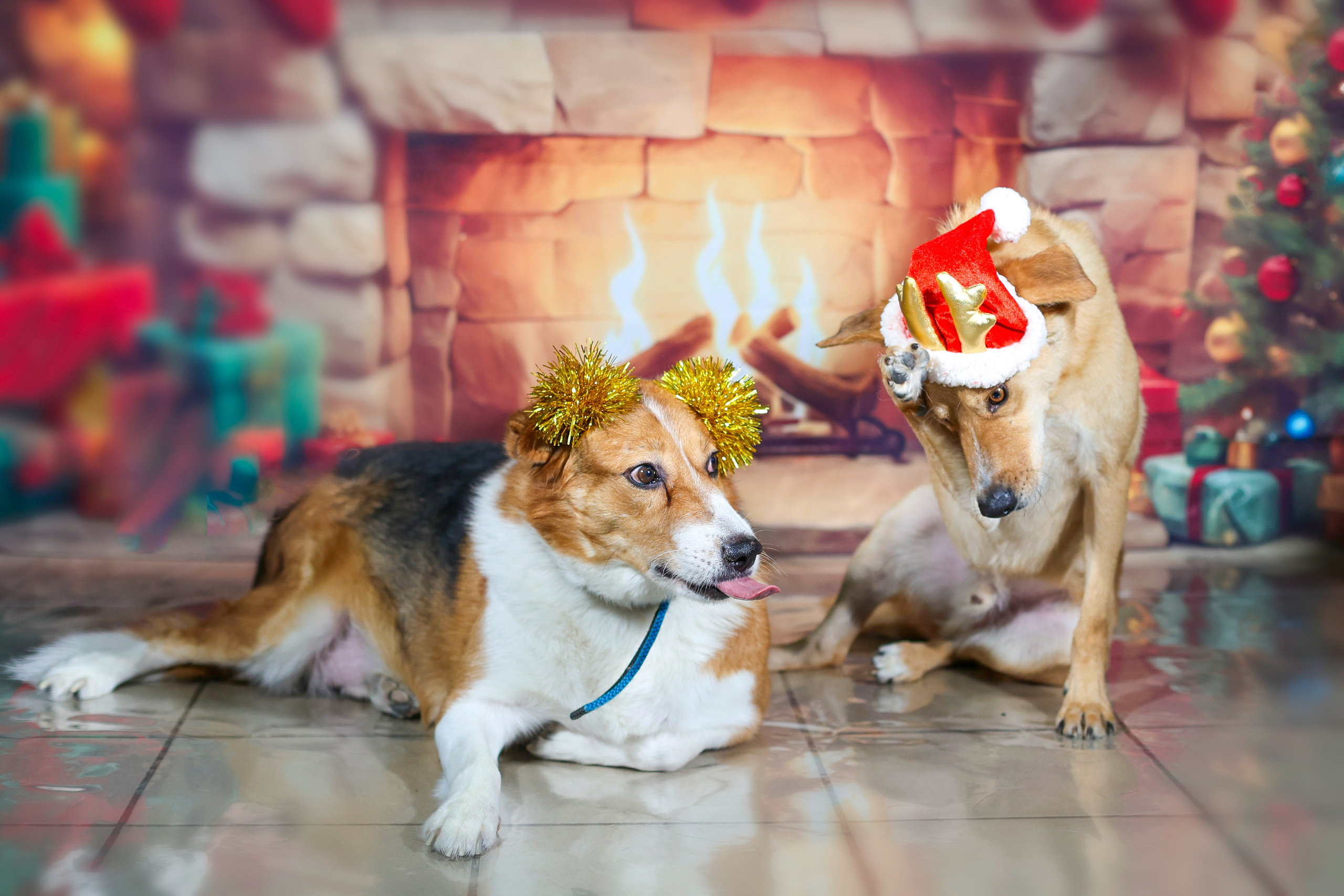 Приют четвероногий АНГЕЛ. Фотограф 📸 семейный, предметный, репортажный