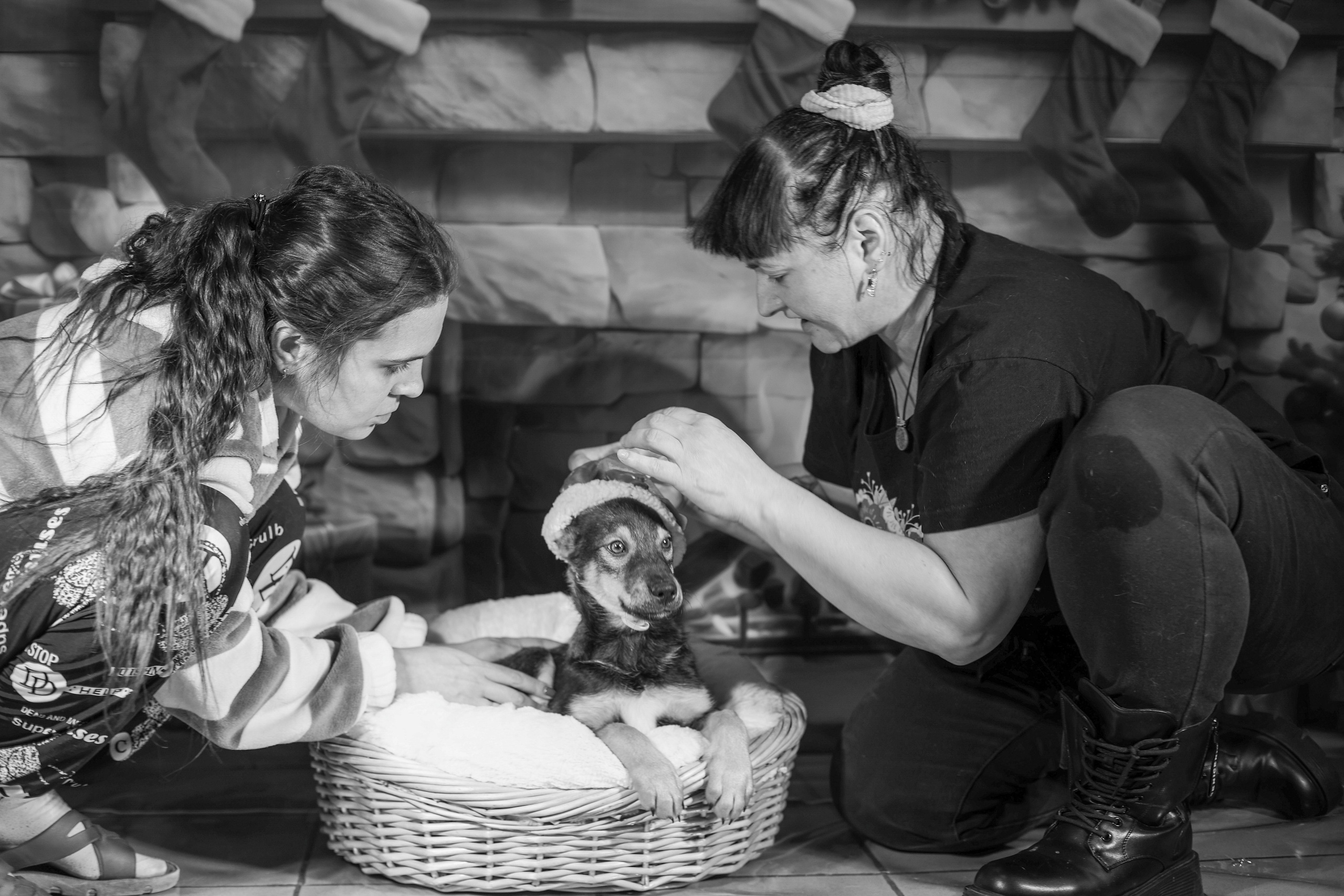 Приют четвероногий АНГЕЛ. Фотограф 📸 семейный, предметный, репортажный