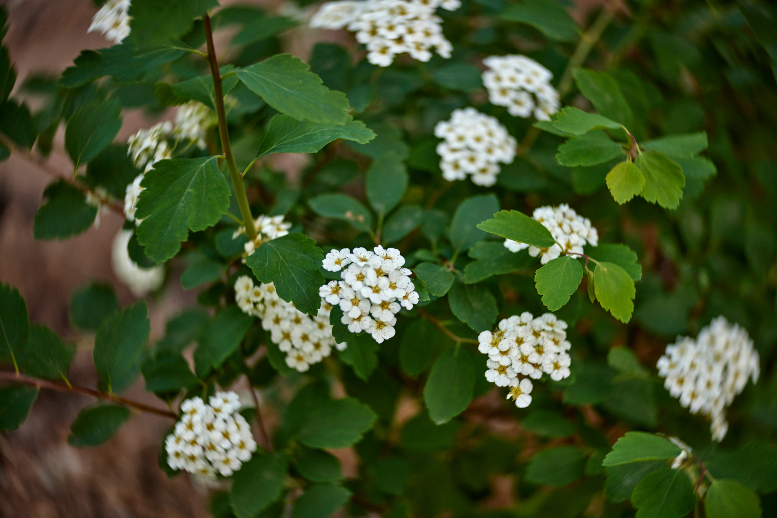 Вечер в Тушино. DOP Aleksey Seleznev
