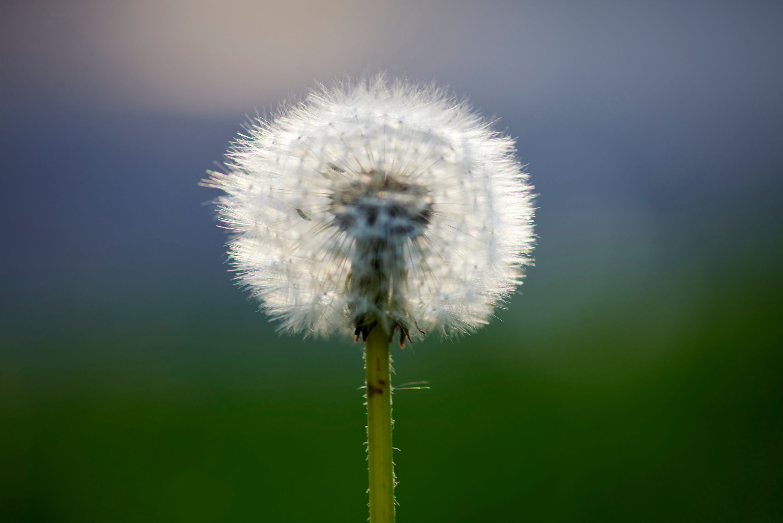 Вечер в Тушино. DOP Aleksey Seleznev