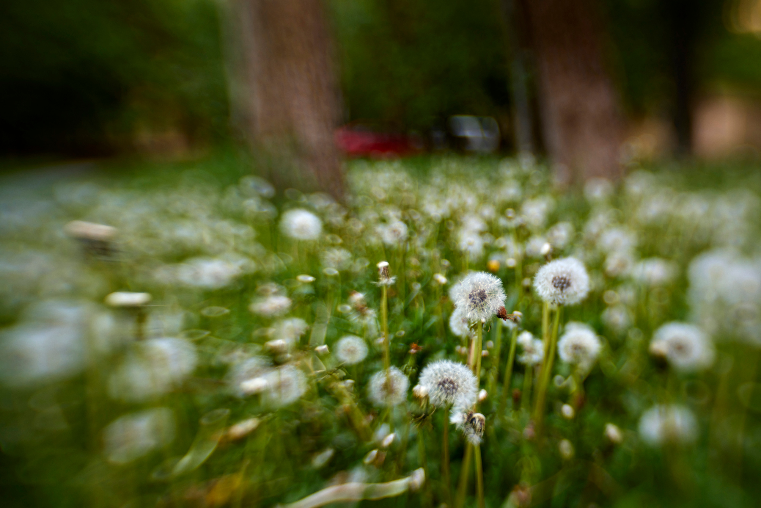 Вечер в Тушино. DOP Aleksey Seleznev