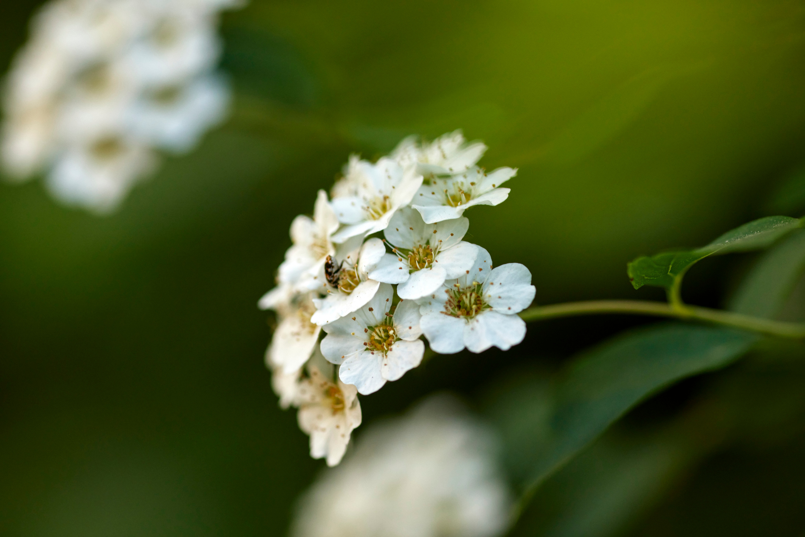 Вечер в Тушино. DOP Aleksey Seleznev
