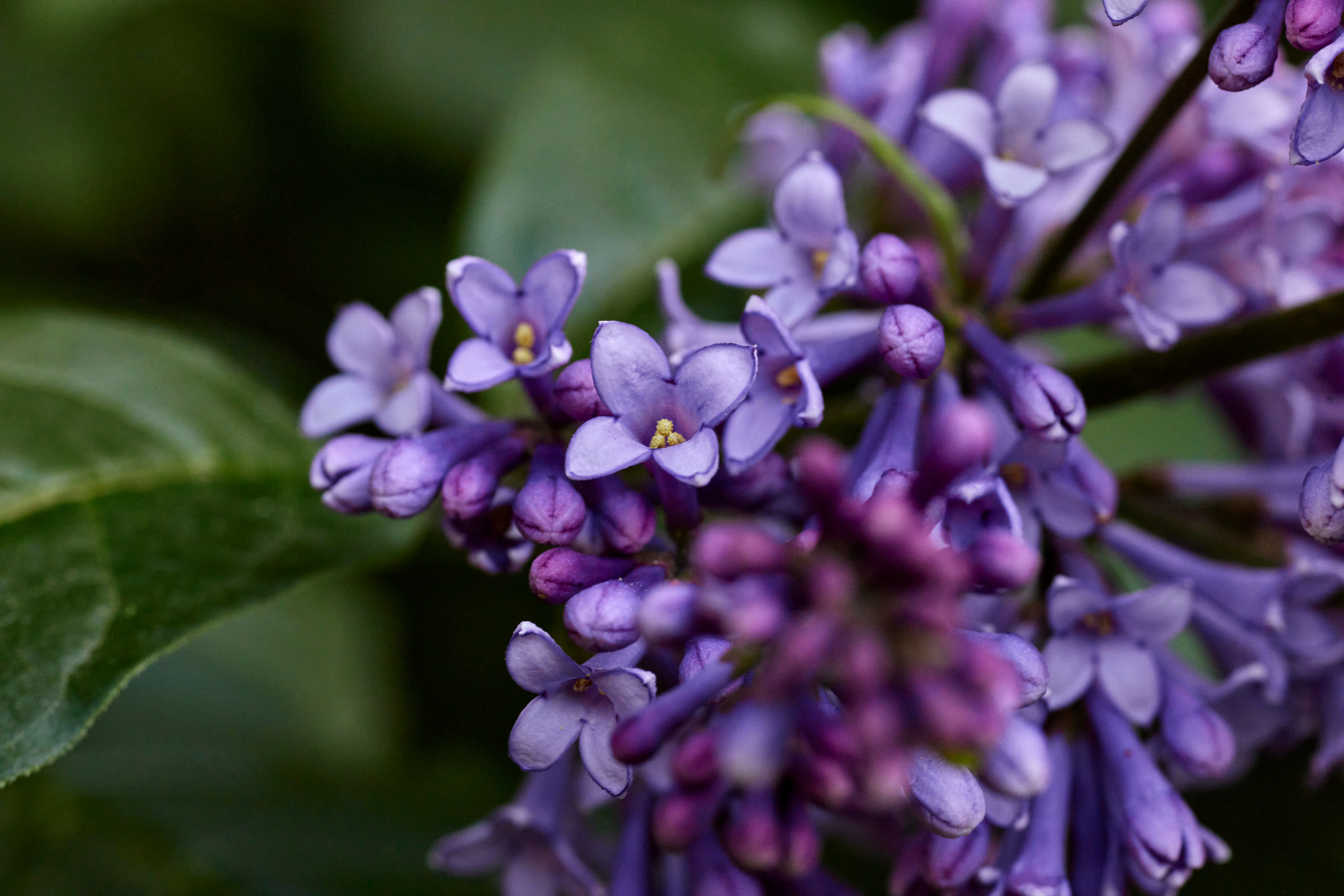 Вечер в Тушино. DOP Aleksey Seleznev