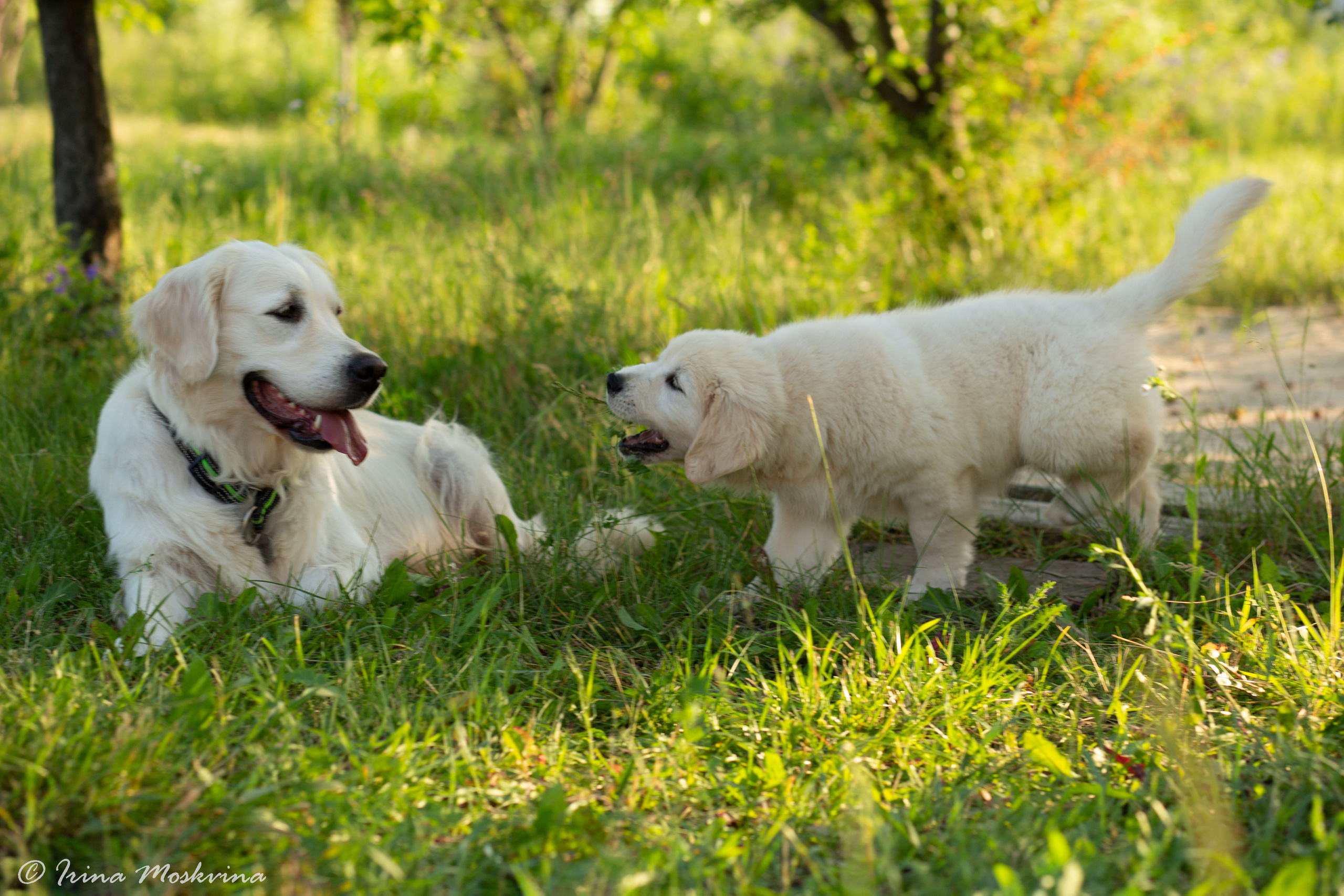 Услуги. Ирина Москвина | фотограф | Москва