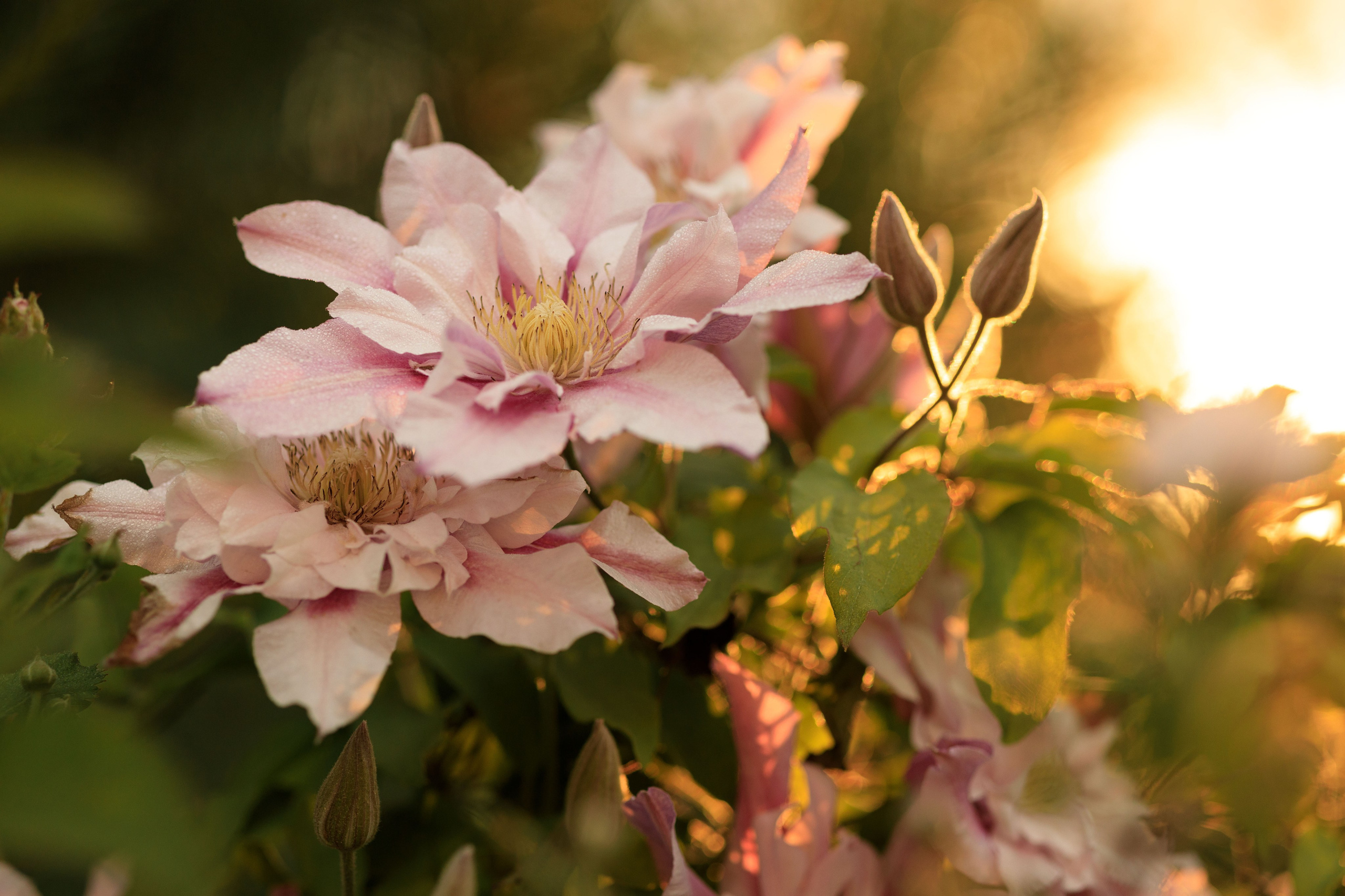 Летний пирог. Семейный фотограф в Калининграде Надежда Гриднева