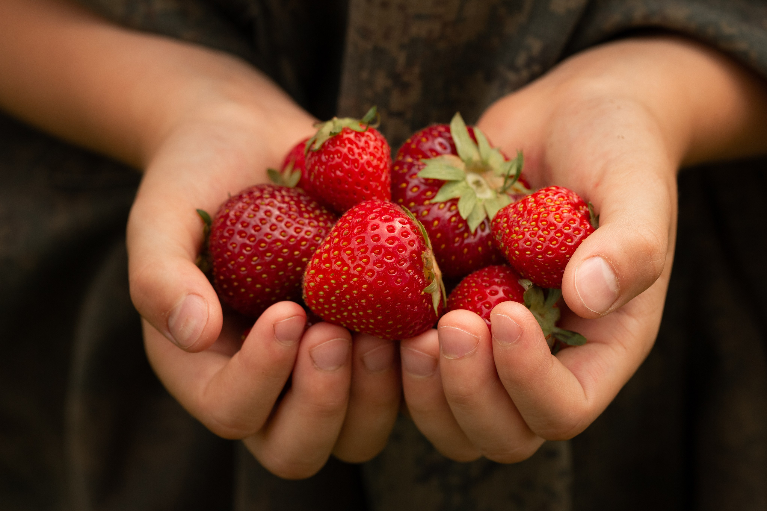 Летний пирог. Семейный фотограф в Калининграде Надежда Гриднева