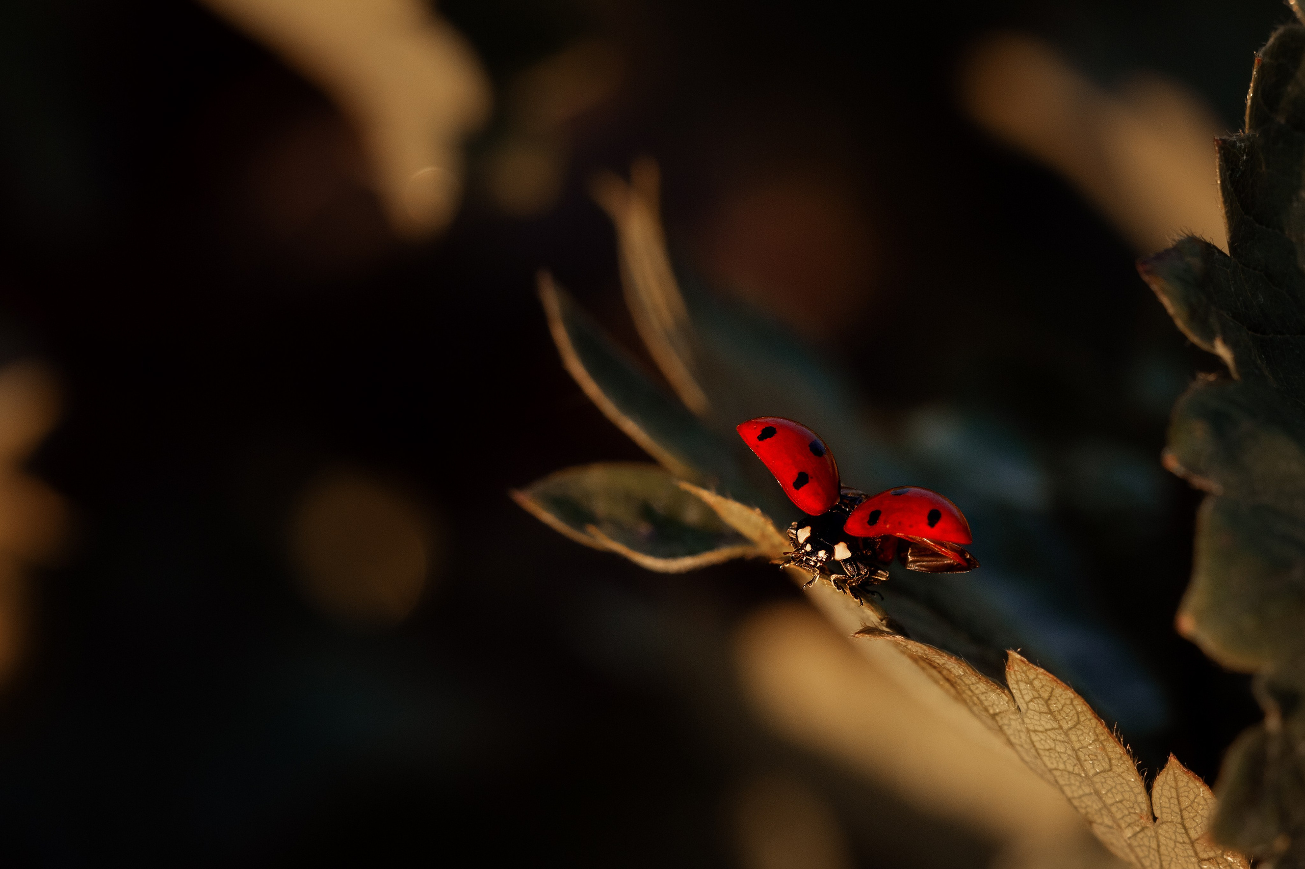 Летний пирог. Семейный фотограф в Калининграде Надежда Гриднева
