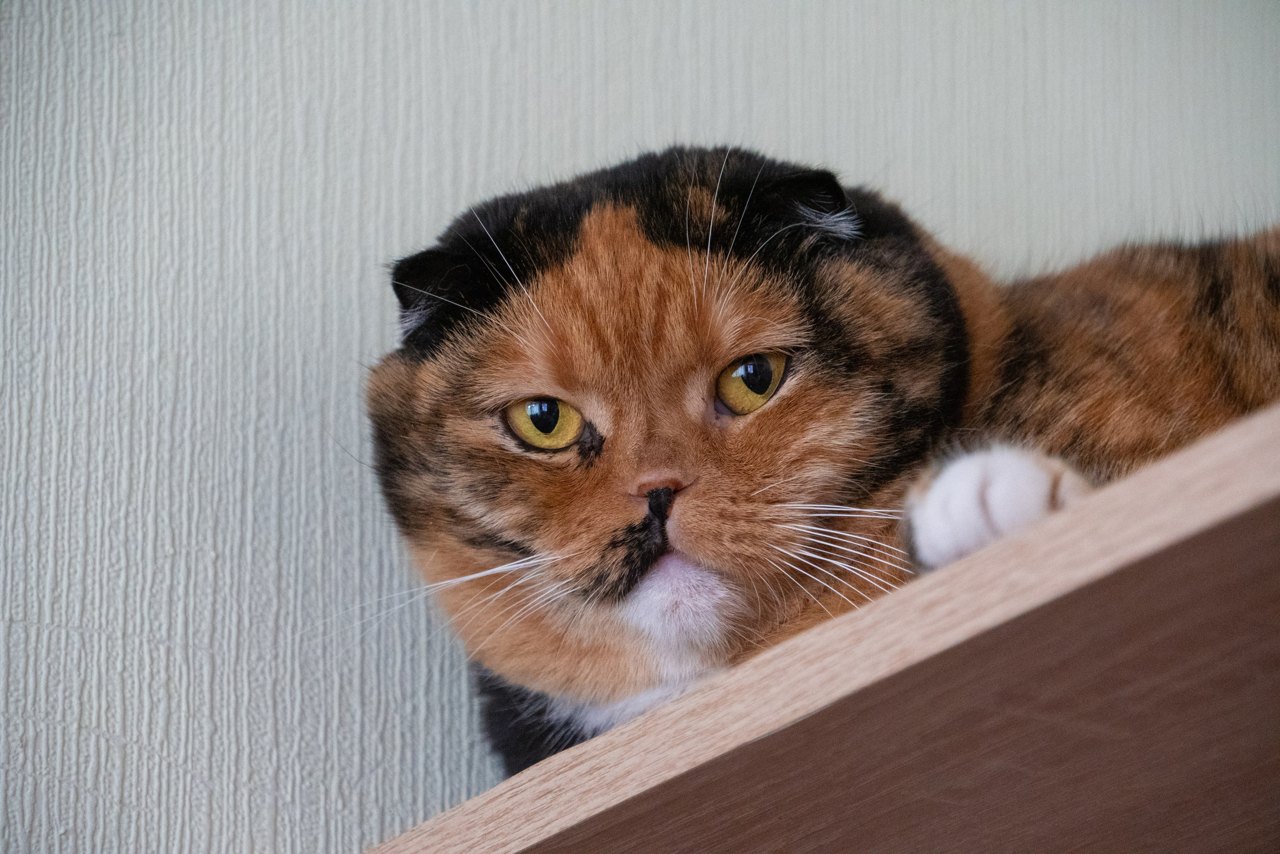 Приют для животных — помогаем вместе. Видеограф, фотограф в Санкт-Петербурге Элеонора Петрова