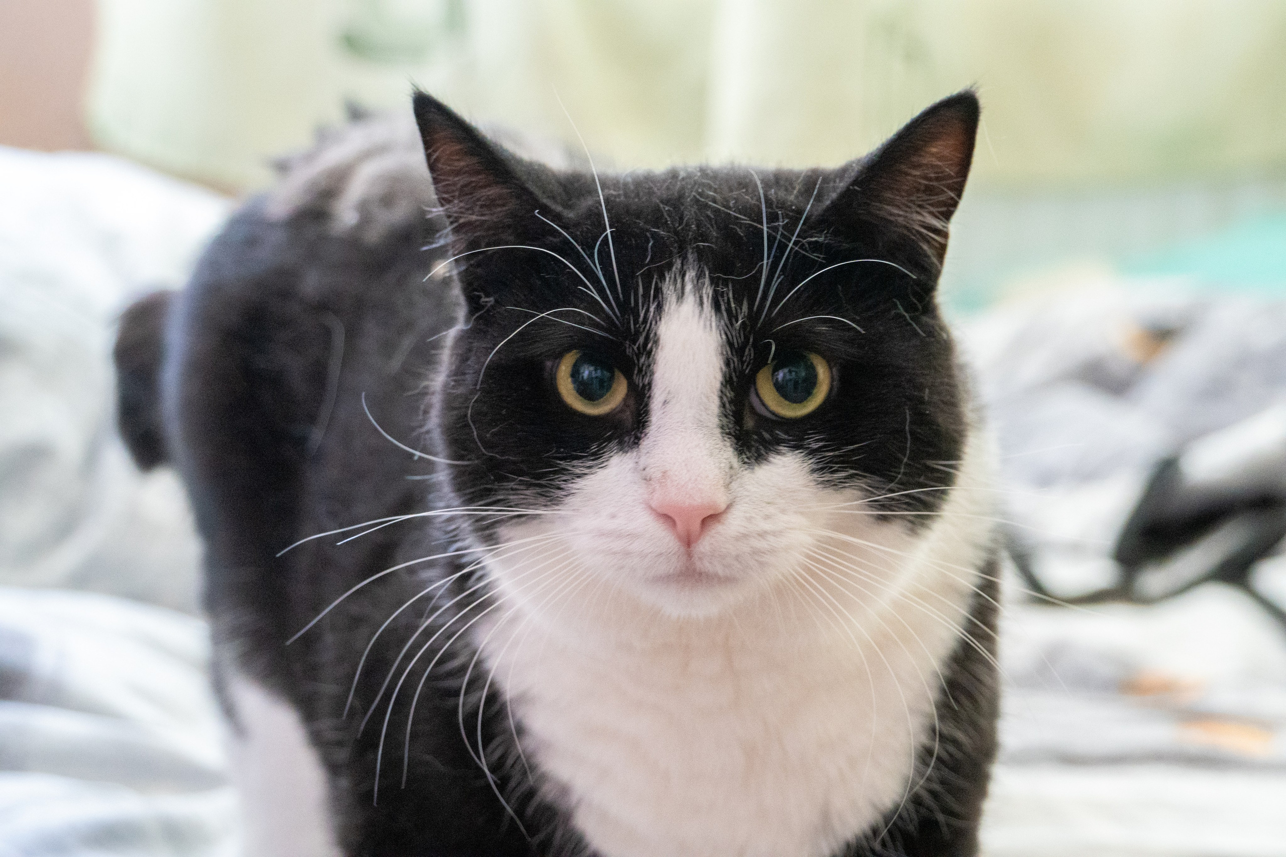 Приют для животных — помогаем вместе. Видеограф, фотограф в Санкт-Петербурге Элеонора Петрова