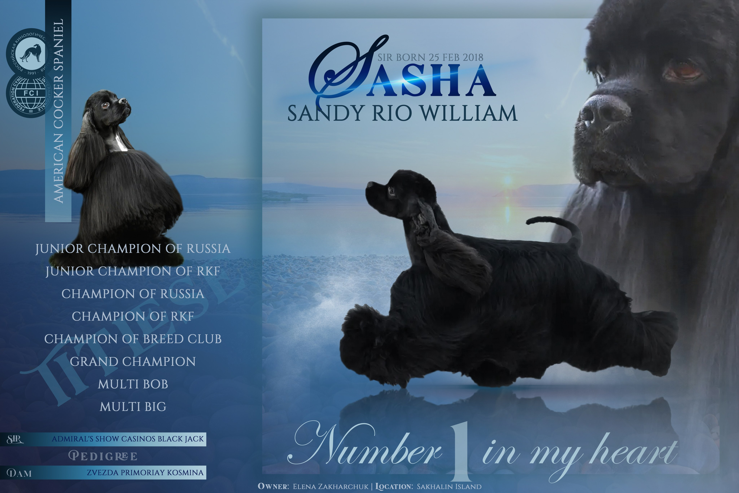 Дизайн. Фотограф анималист Благовещенск. Сафонова Виктория