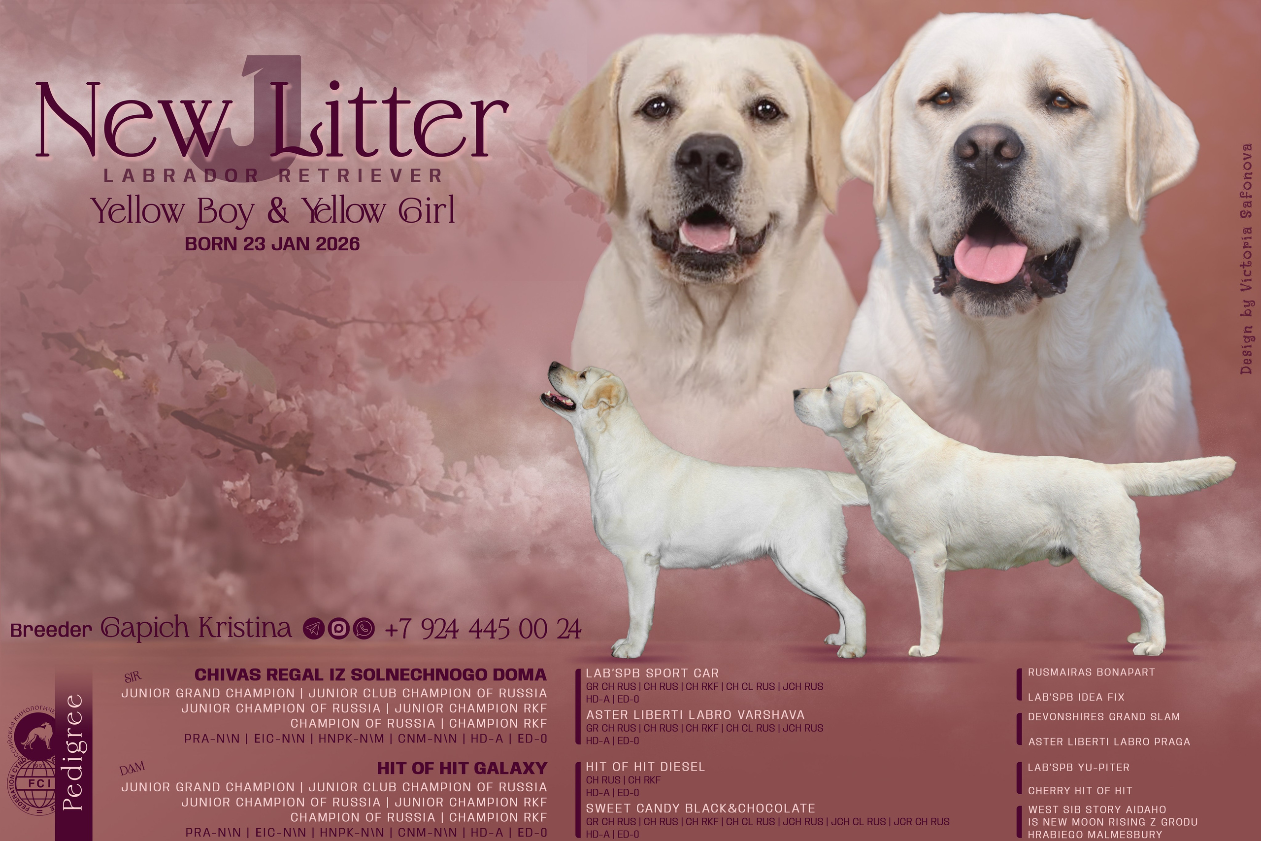 Дизайн. Фотограф анималист Благовещенск. Сафонова Виктория