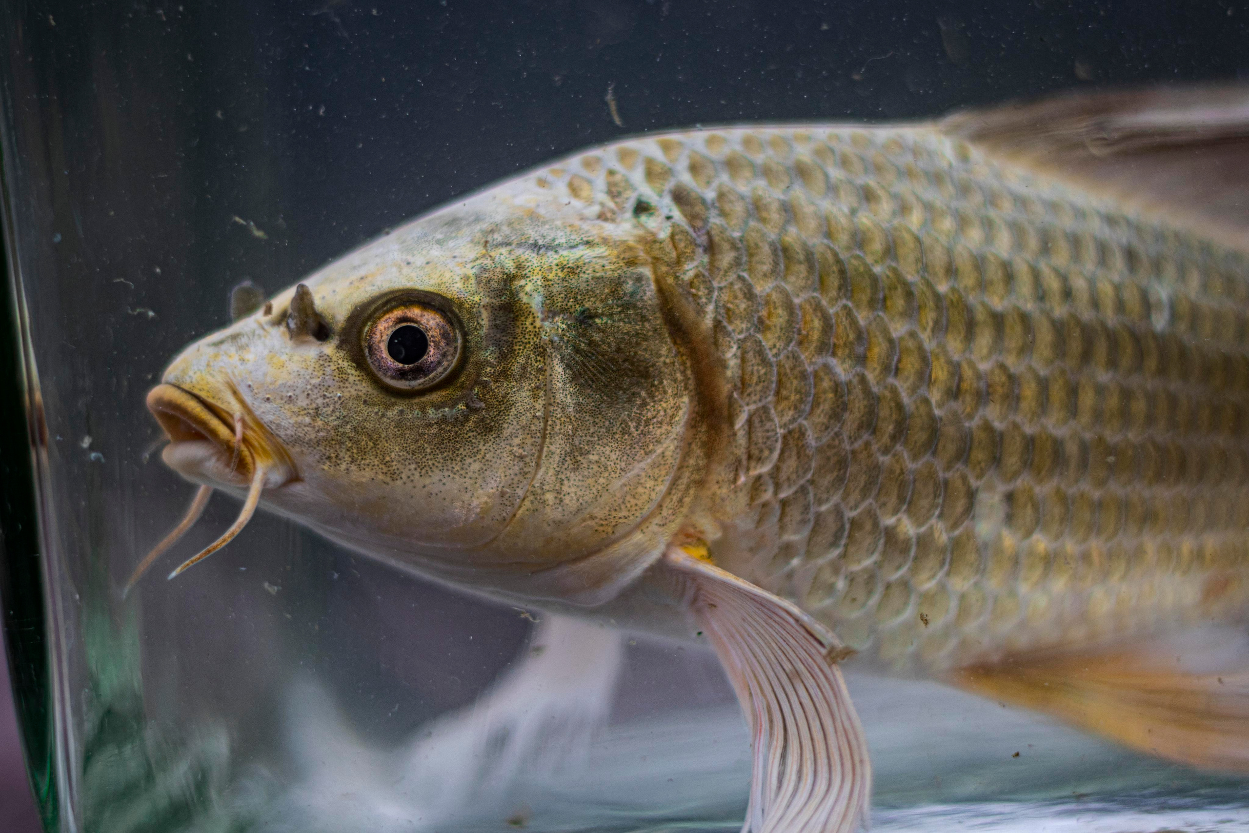 Карпы кои. Москои — декоративные рыбы карпы кои на продажу Москва, Дмитров, Курск