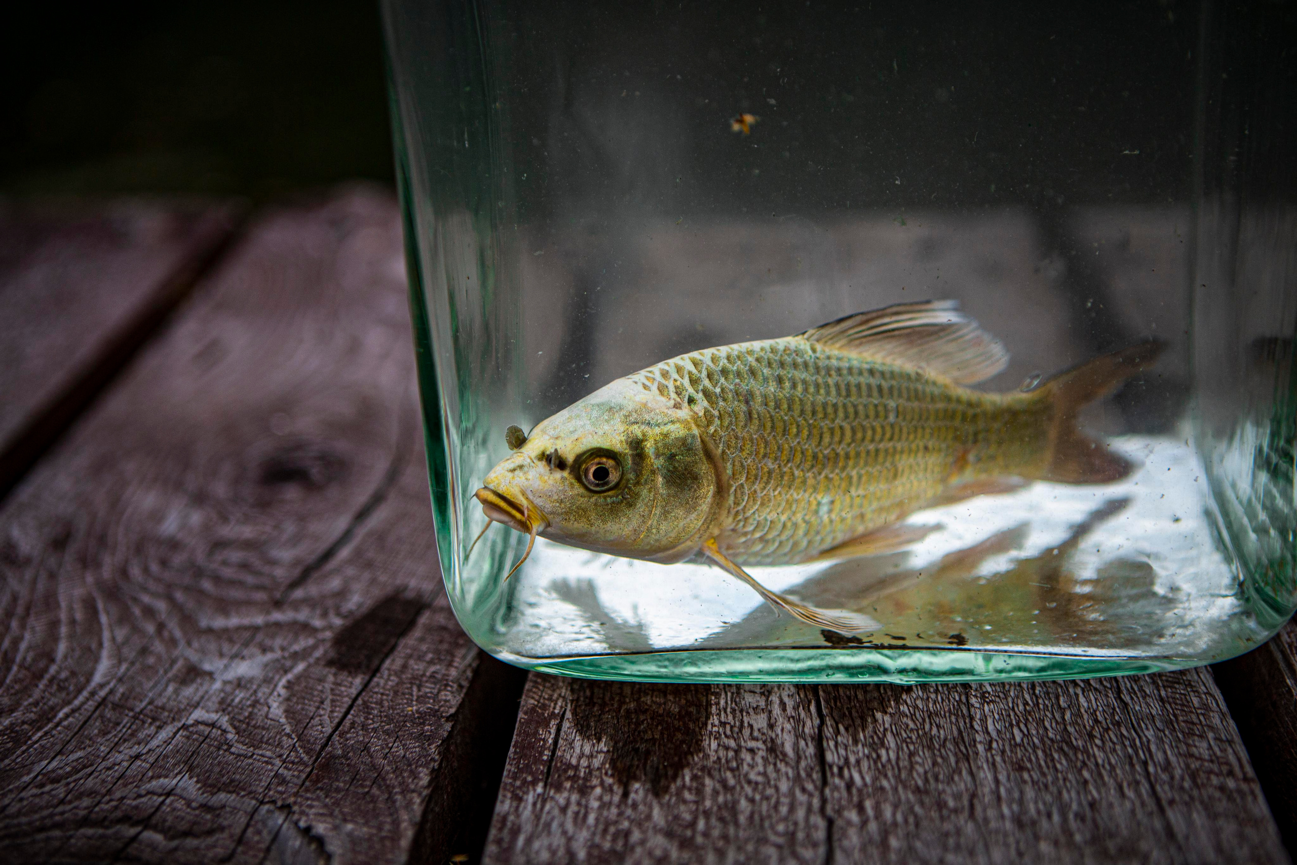 Карпы кои. Москои — декоративные рыбы карпы кои на продажу Москва, Дмитров, Курск