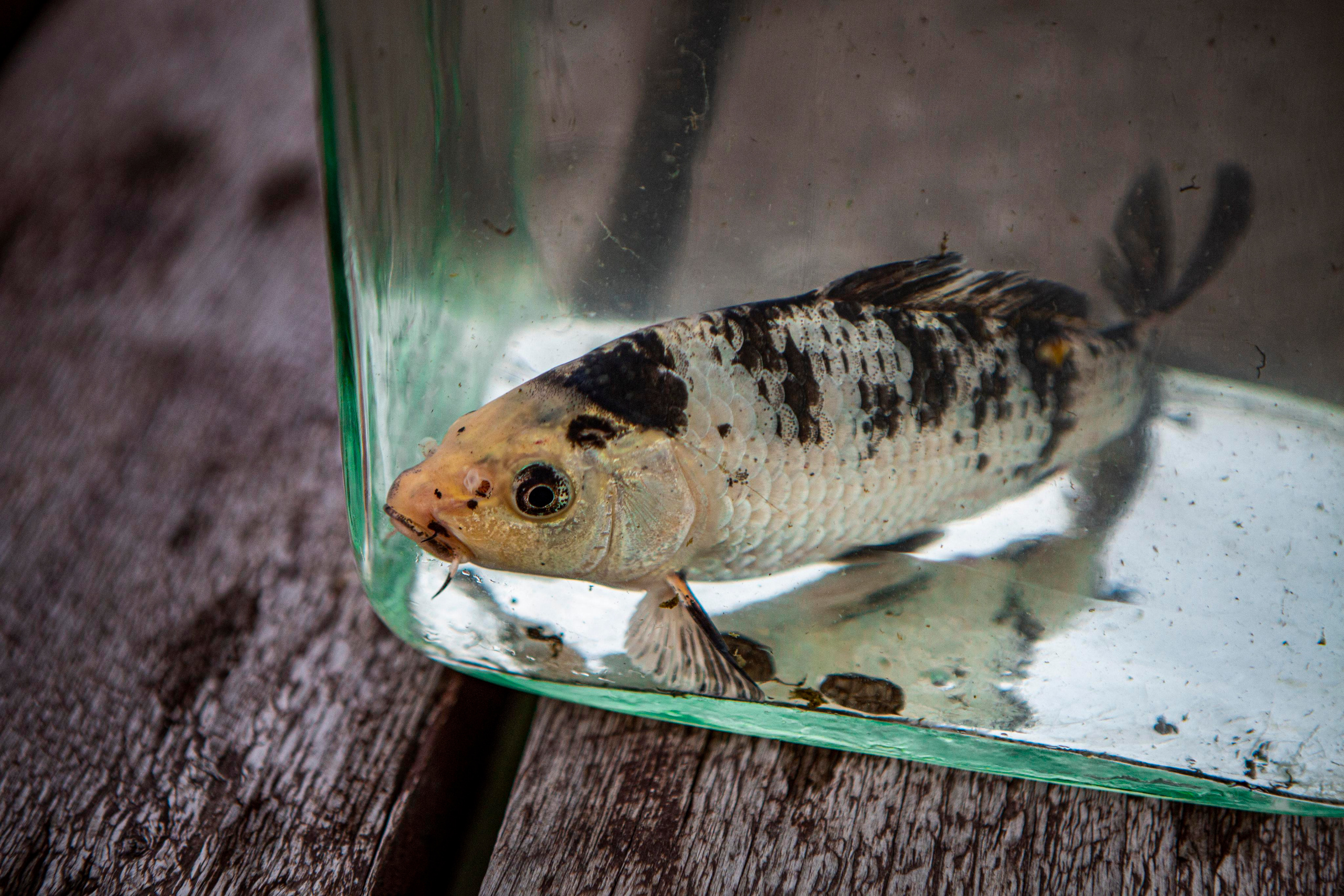 Карпы кои. Москои — декоративные рыбы карпы кои на продажу Москва, Дмитров, Курск