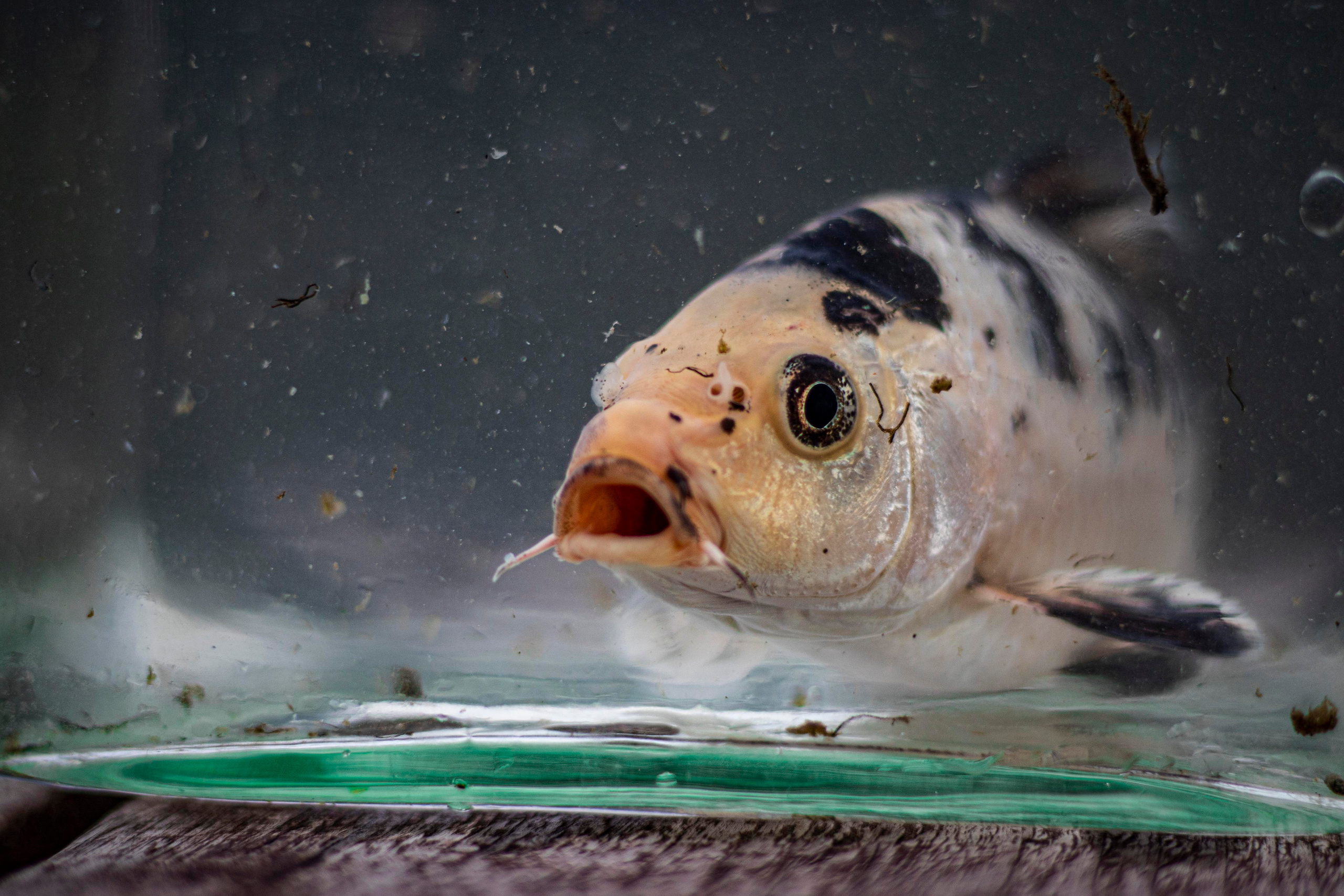 Карпы кои. Москои — декоративные рыбы карпы кои на продажу Москва, Дмитров, Курск