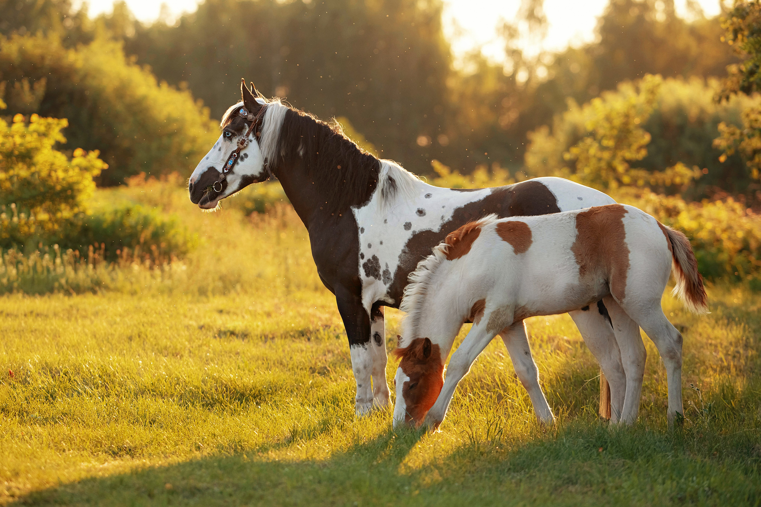 Каталог лошадей и других животных доступных для аренды. Фотограф Вероника Ранцева, фотосессии с лошадьми в Минске и Могилеве