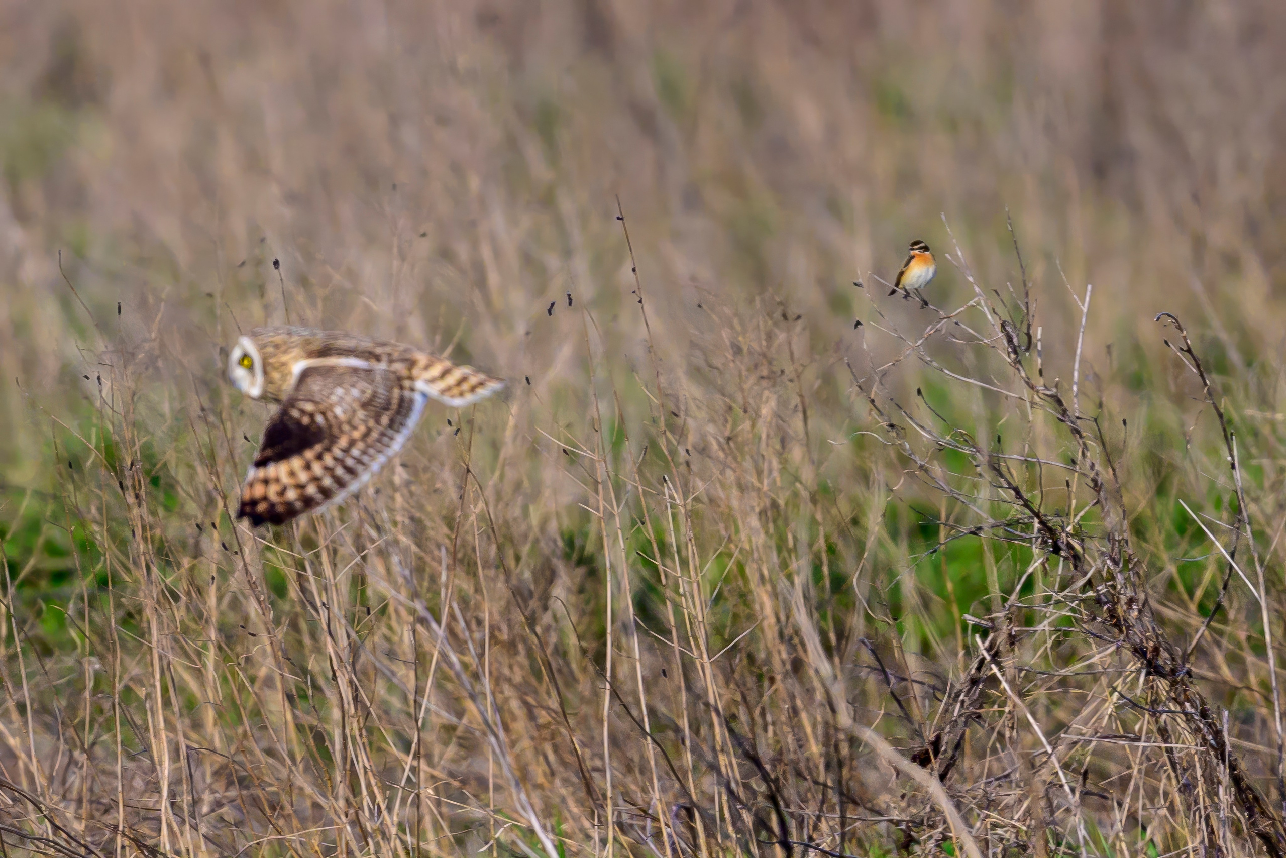 Совы и сороки. Фотограф Сергей Пупонин